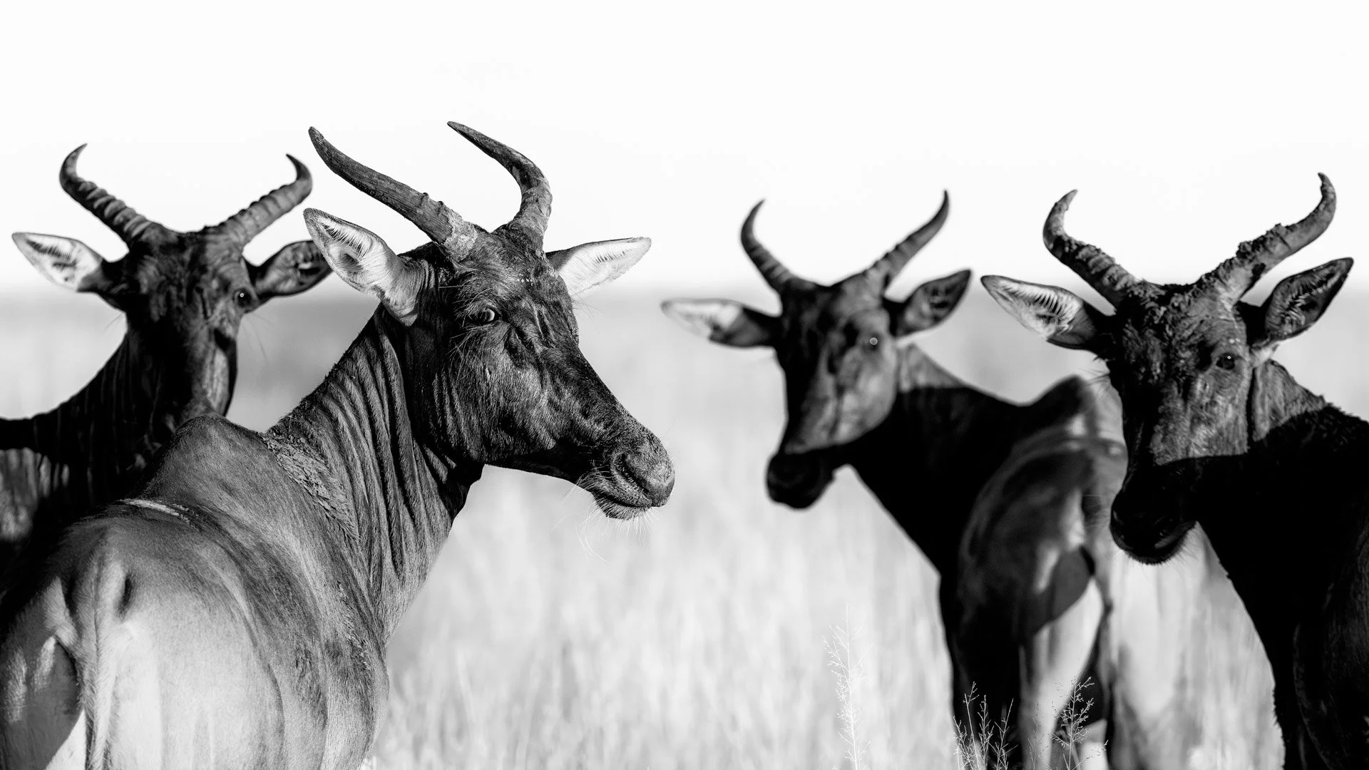 Sassaby | Tsessebe | Unframed Fine Art Print