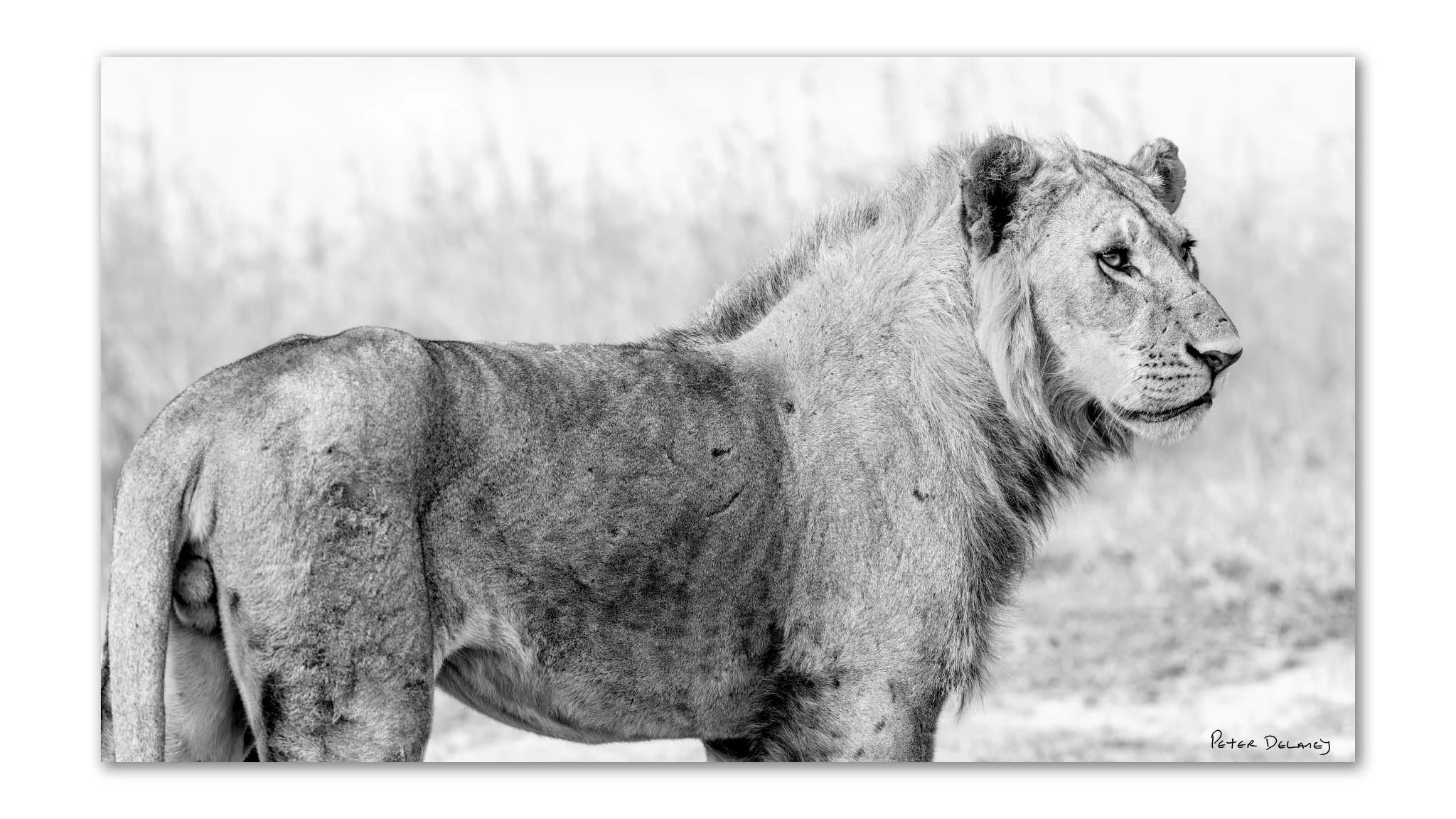 Lion | Warrior Heir | Unframed Fine Art Print | Peter Delaney