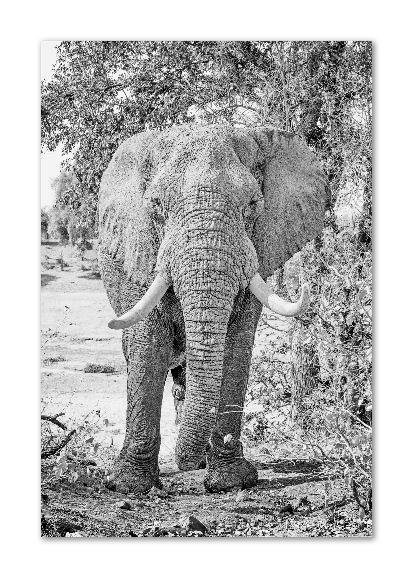 Black and white photo of an African elephant walking toward the camera, surrounded by trees and sparse vegetation.