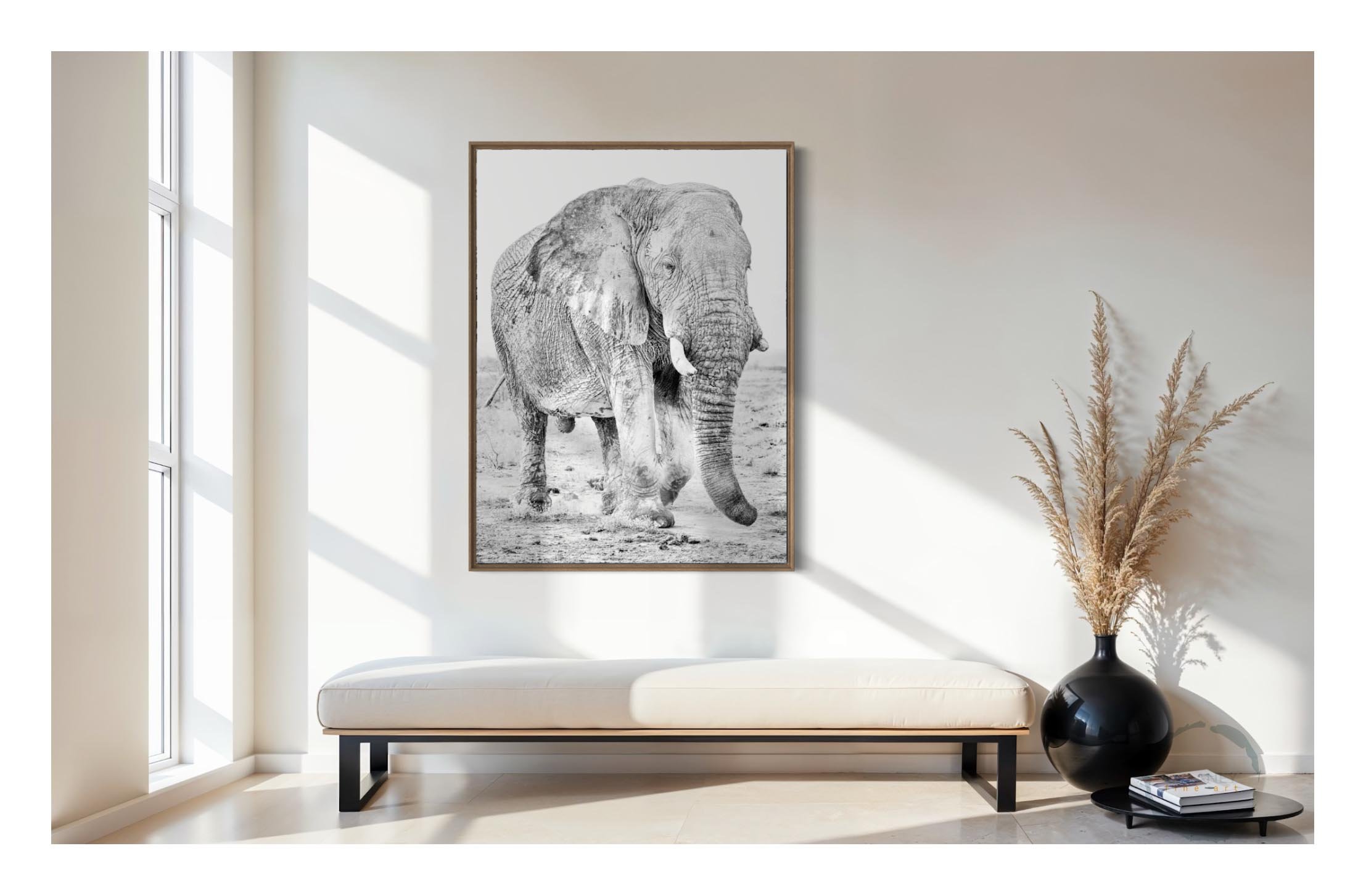 Grey Ghost Elephant3.jpg