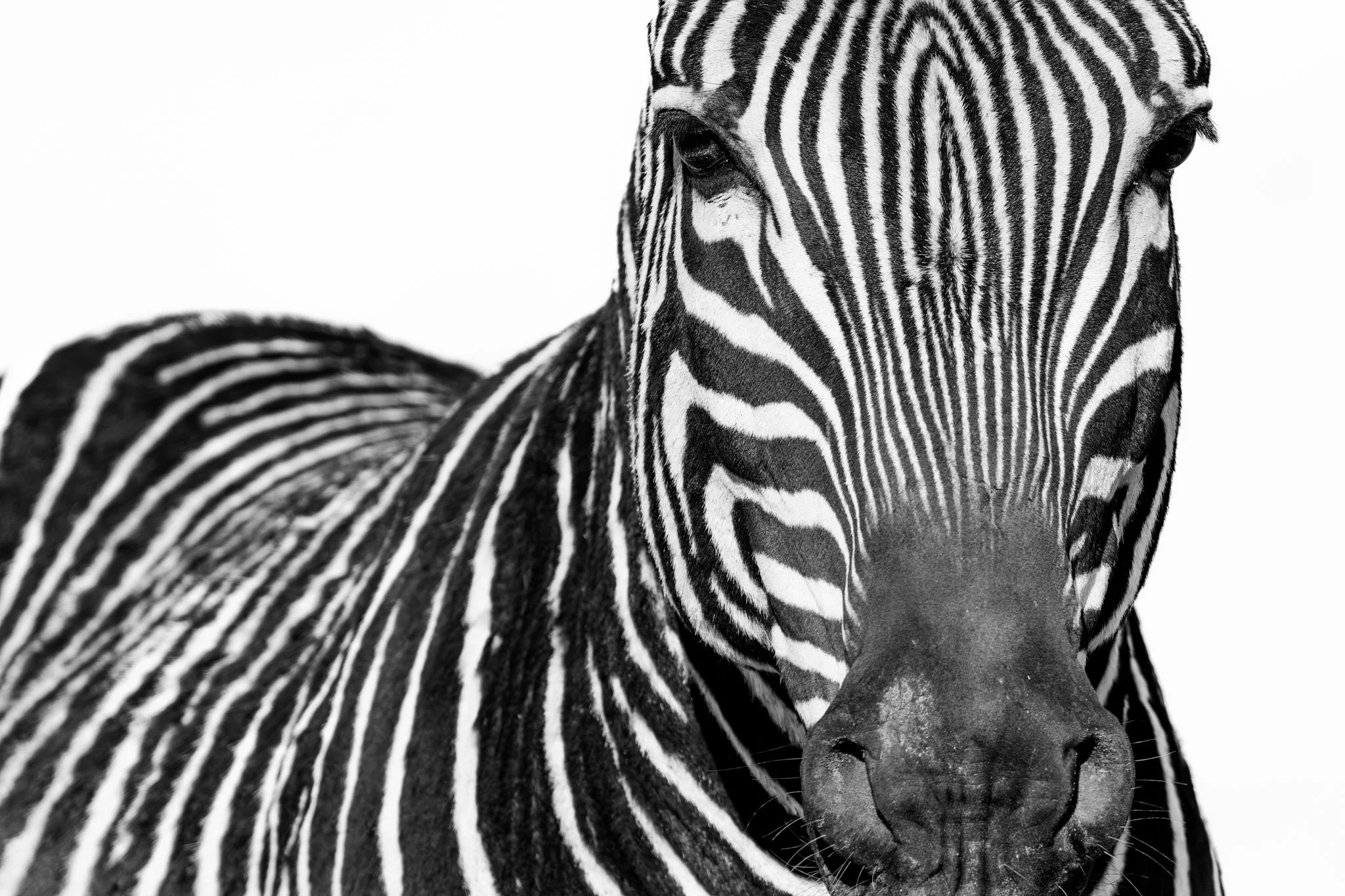 Zebra Stripes.jpg (Copy)