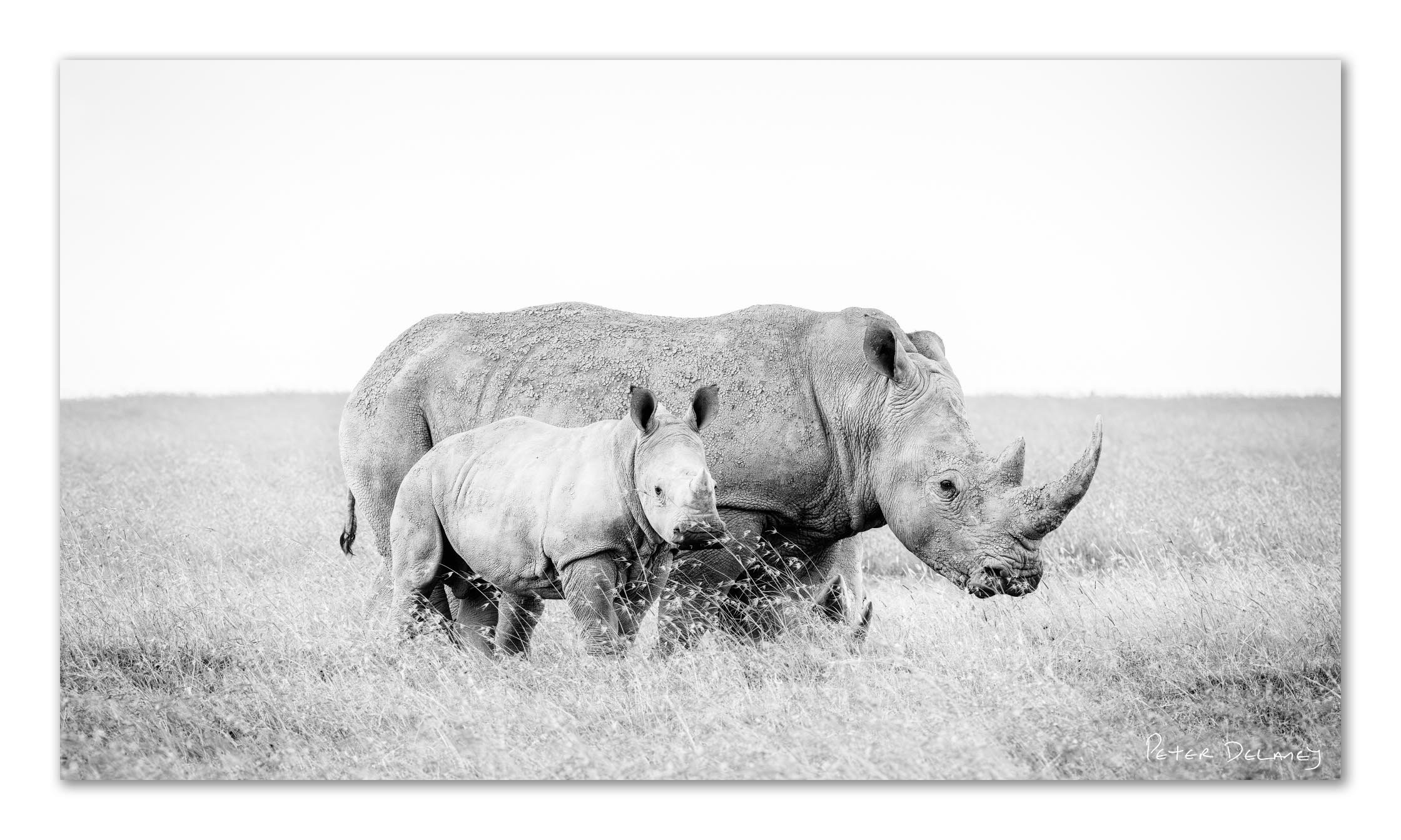 White Rhino Mother aand Callf Classic 2025.jpg
