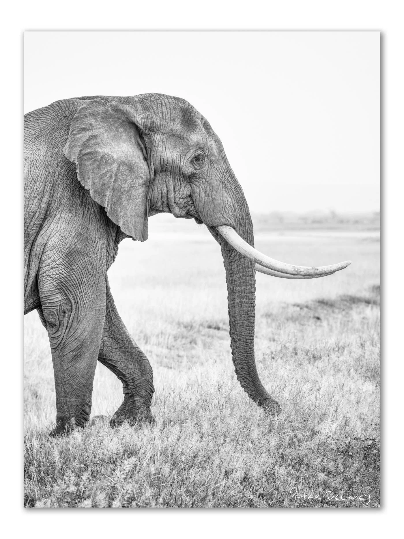 Young Tusker | Amboseli |  Canvas Print | Ready To Hang