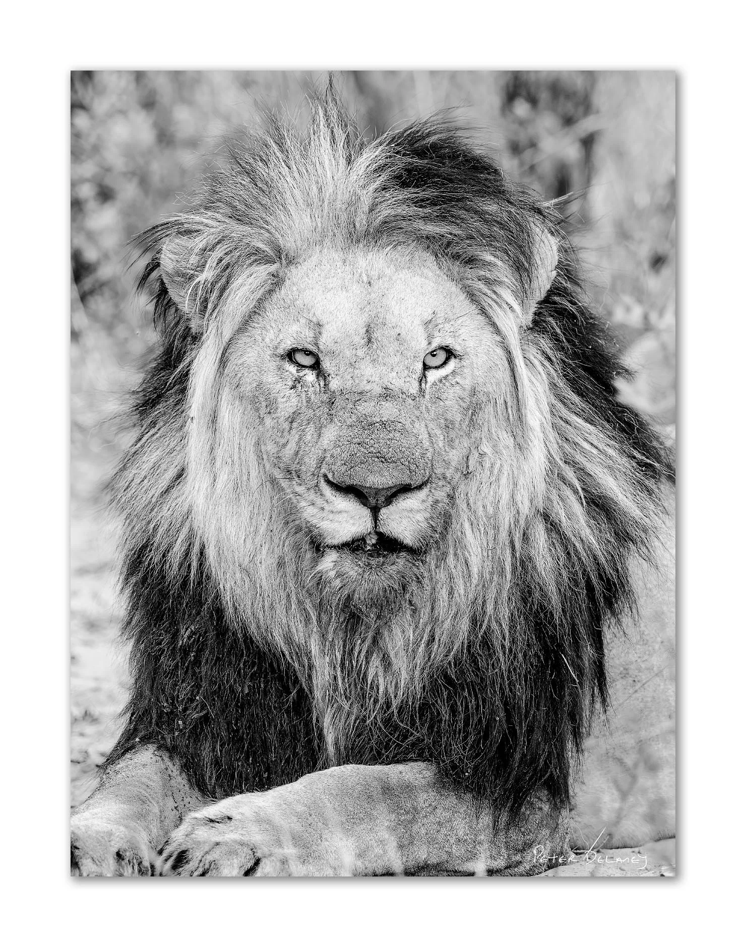 A black and white photograph of a lion lying down, facing forward with a full mane and intense gaze.