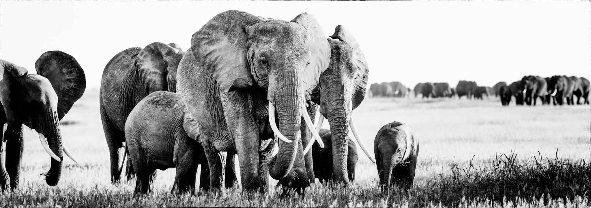 Parade of Elephants Amboseli Border.jpg
