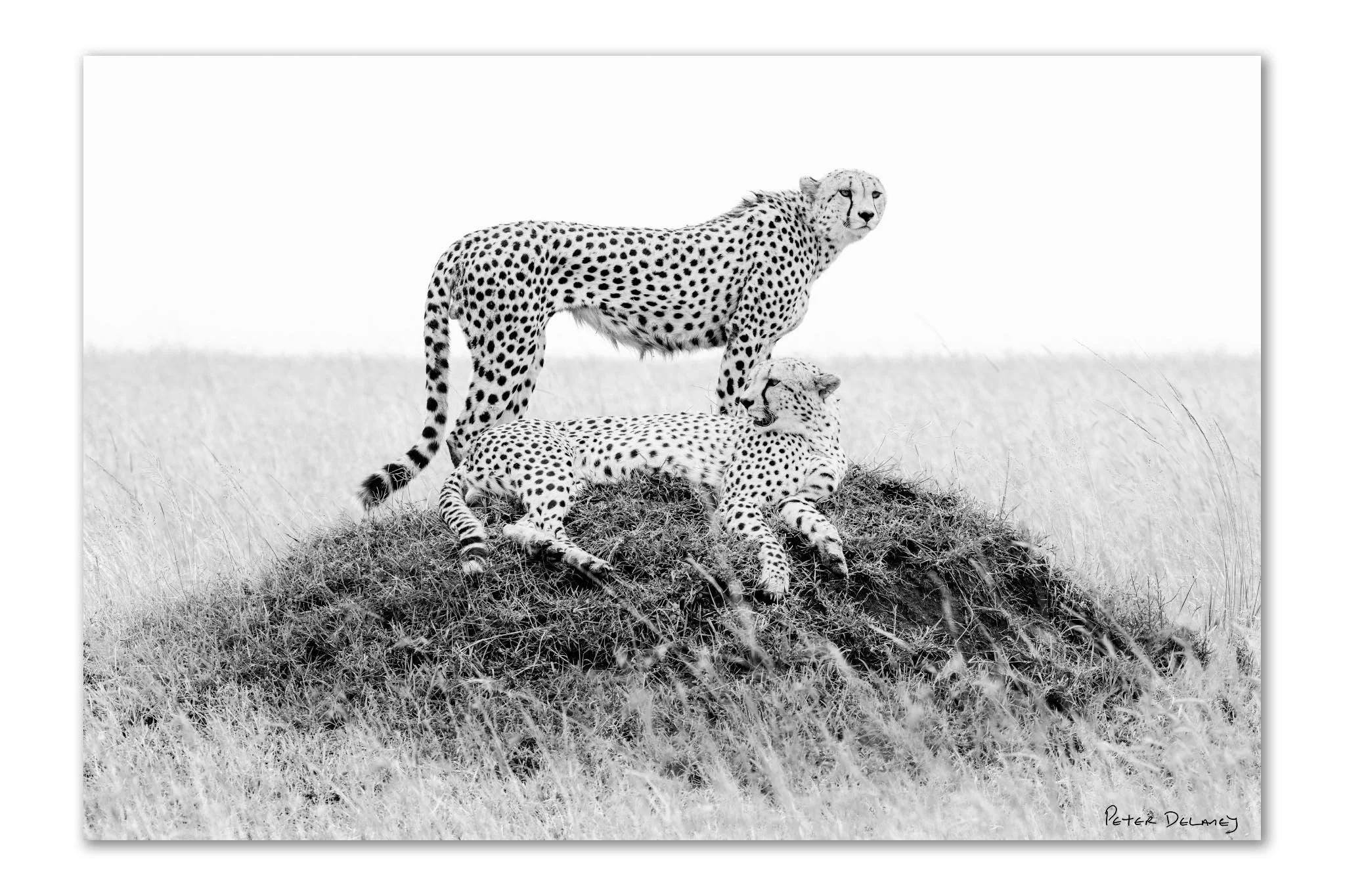 black and white fine art prin of two cheetah on top of mound by peter delaney