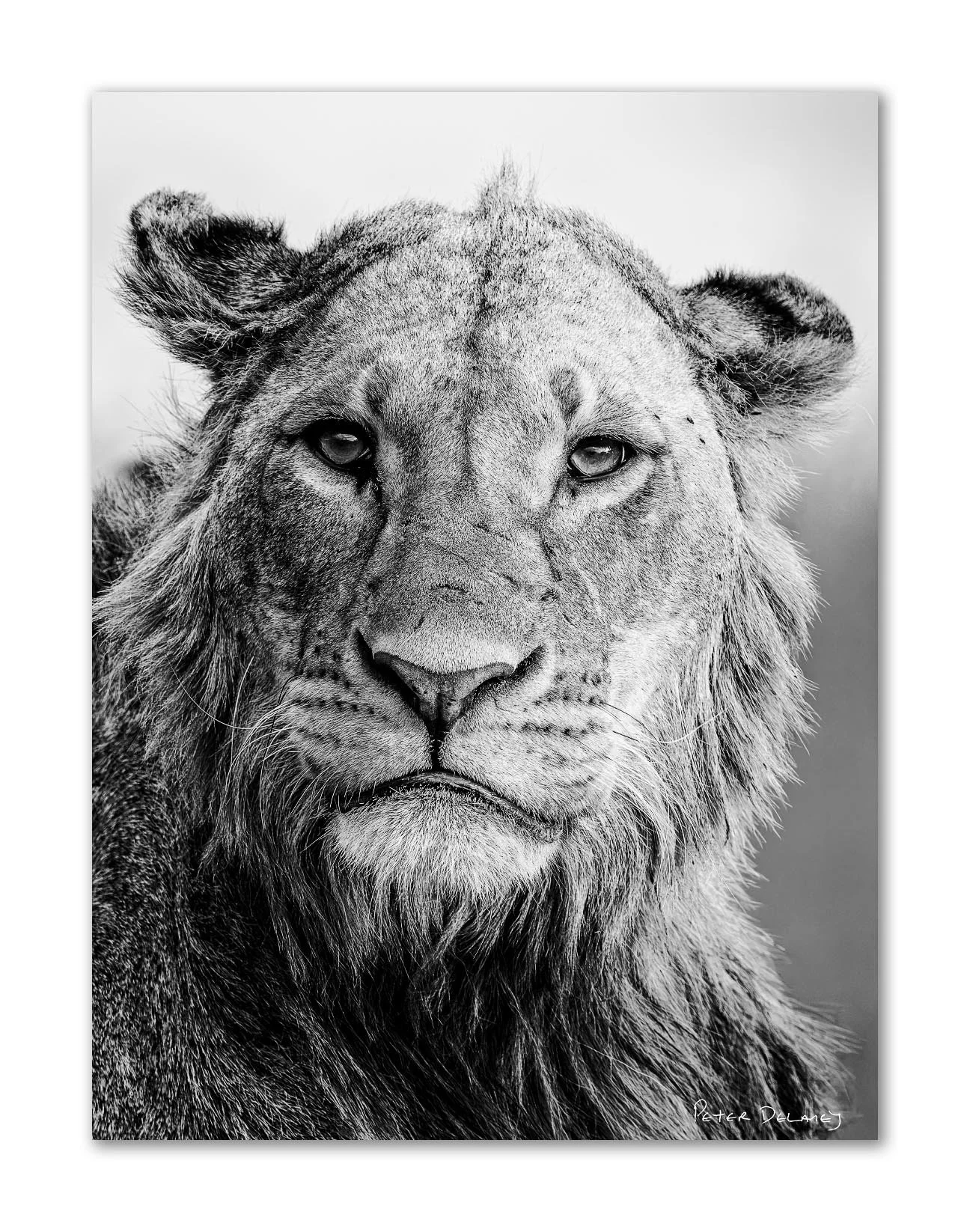 black and white limited edition of young lion by Peter Delaney