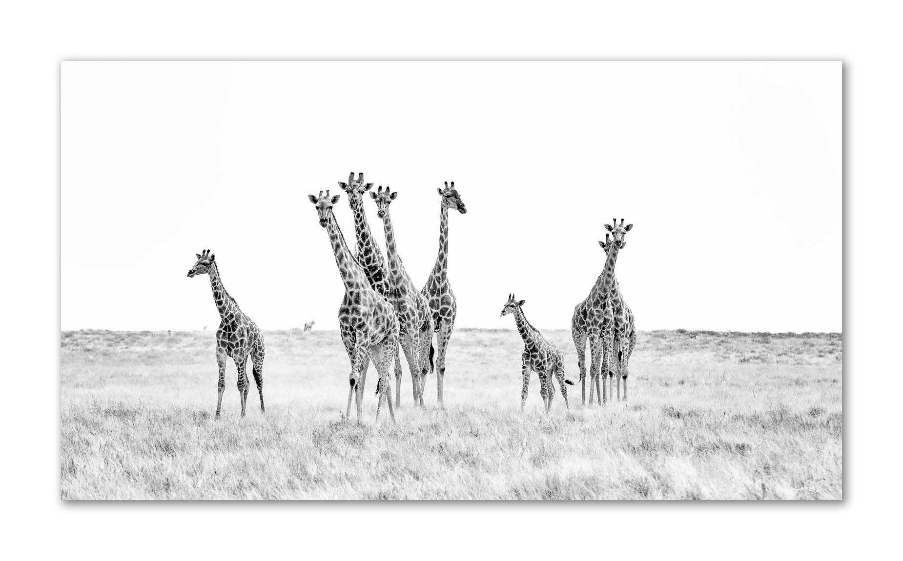 Tower of giraffes crossing Etosha pan with oryx on distant dune ridge — black and white African wildlife acrylic print by Peter Delaney