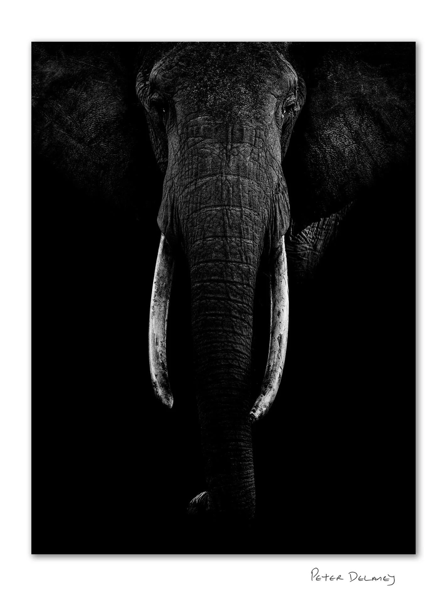 The Matriarch Portrait signed Border.jpg