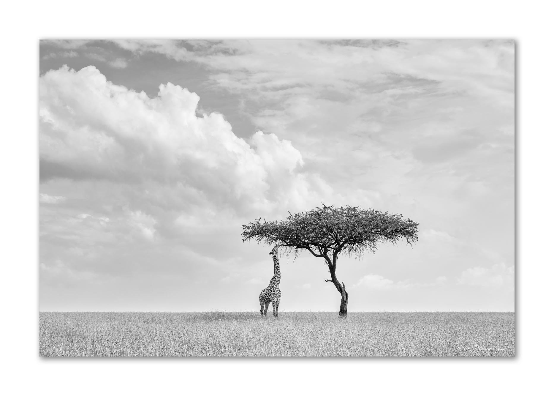Camelopard | Giraffe | Canvas Prints