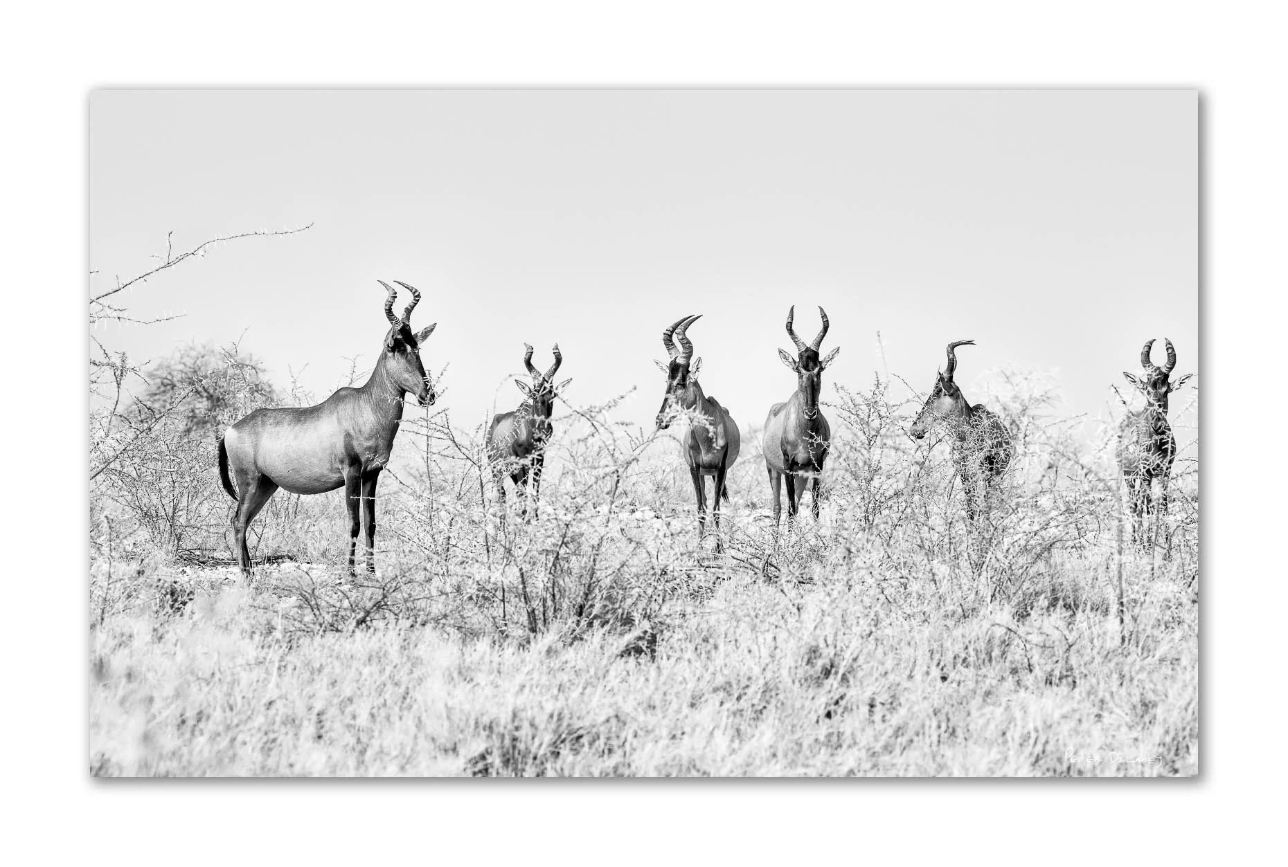 Black and white fine art print of seven red hartebeest on a hillside in Etosha National Park — by wildlife photographer Peter Delaney