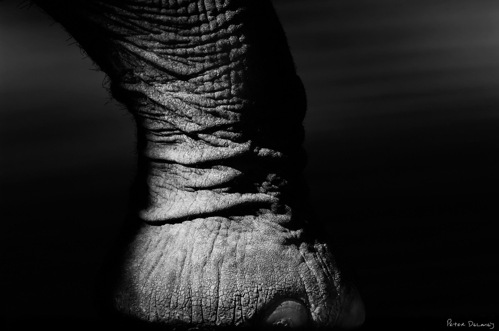 Big Foot-Medium-Print.jpg