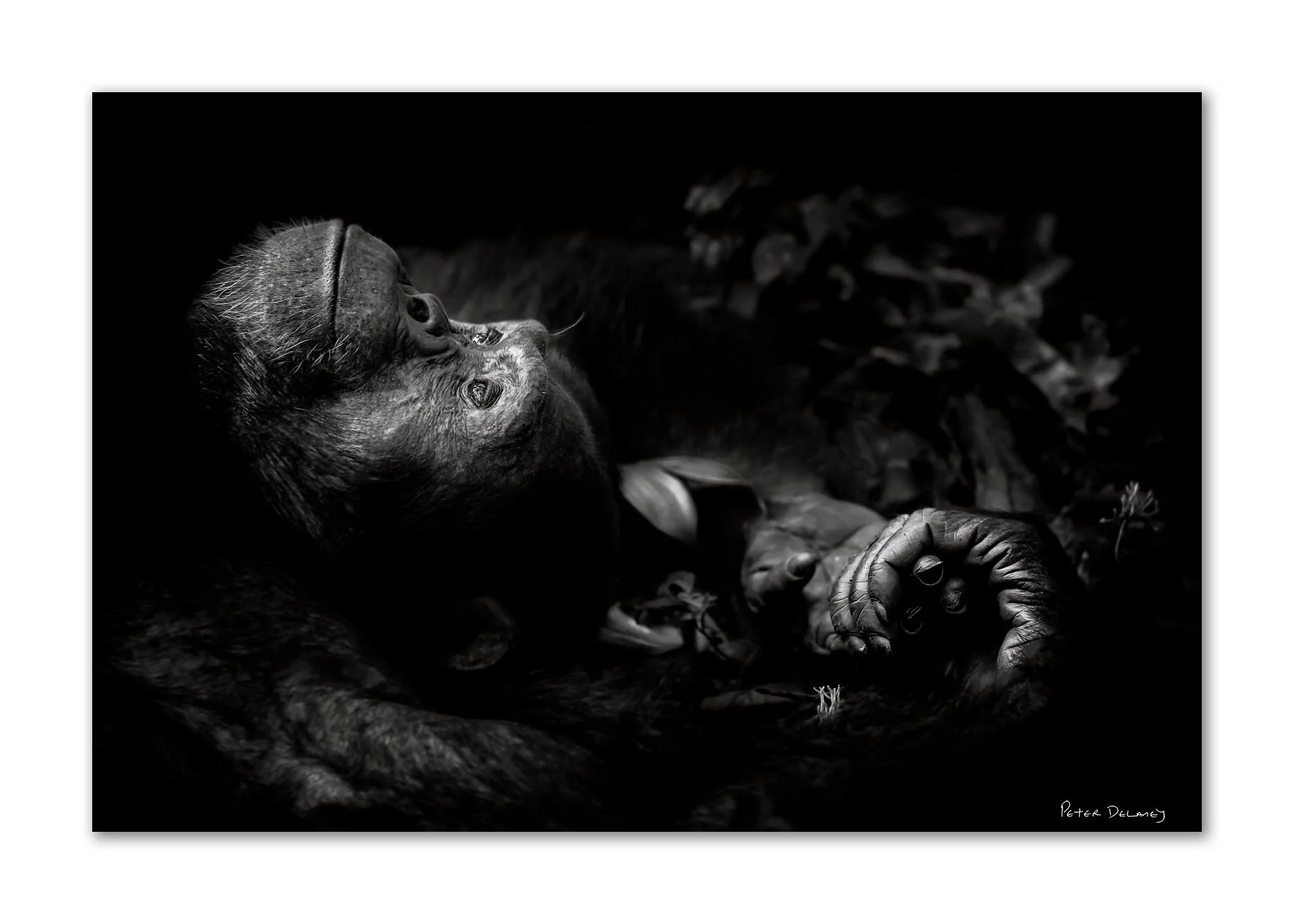 A chimpanzee lies on his back, arms stretched behind him, hands clasped in quiet contemplation. This black and white portrait by Peter Delaney won Wildlife Photographer of the Year.