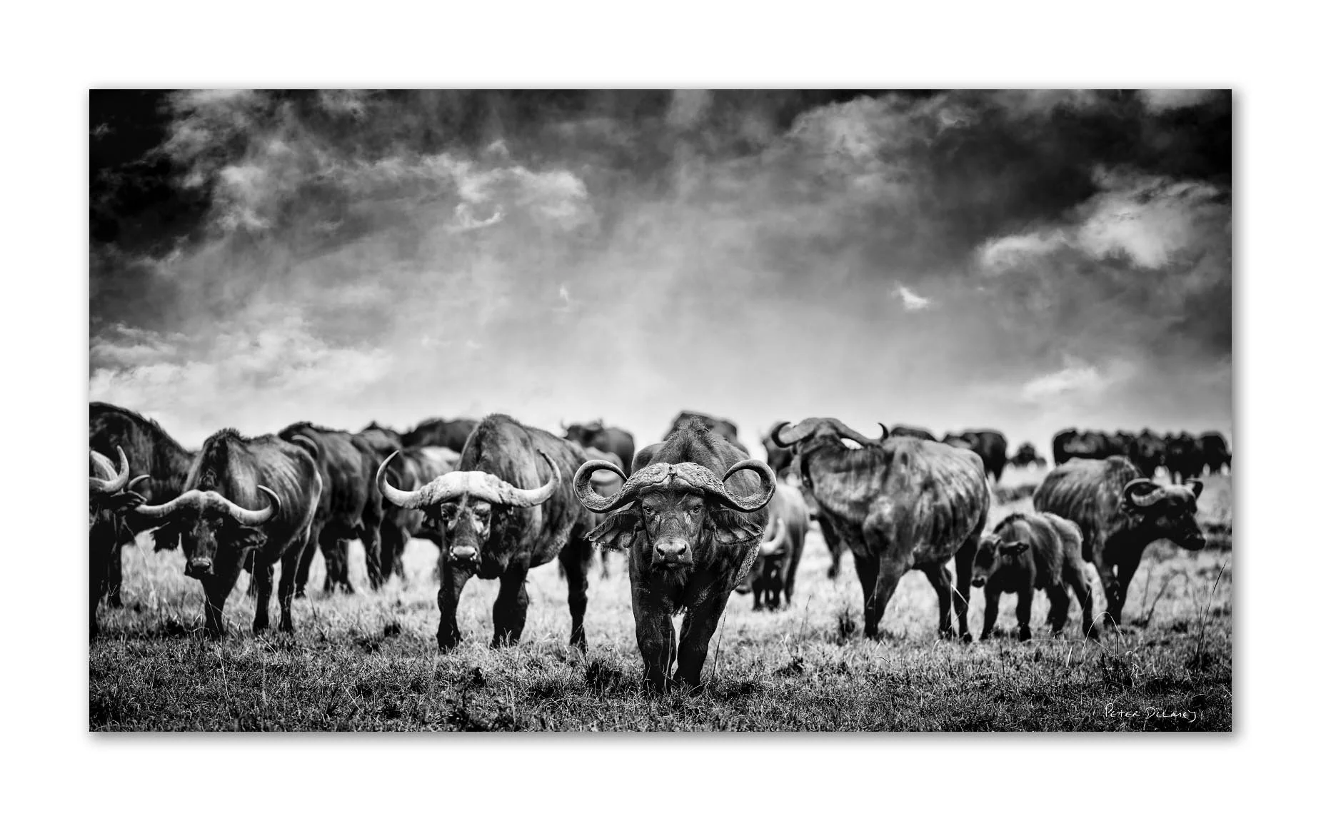 Black-and-white photograph of a herd of Cape Buffalo in a grassy plain under a cloudy sky, with the central buffalo prominently facing front. Signature in lower right corner.