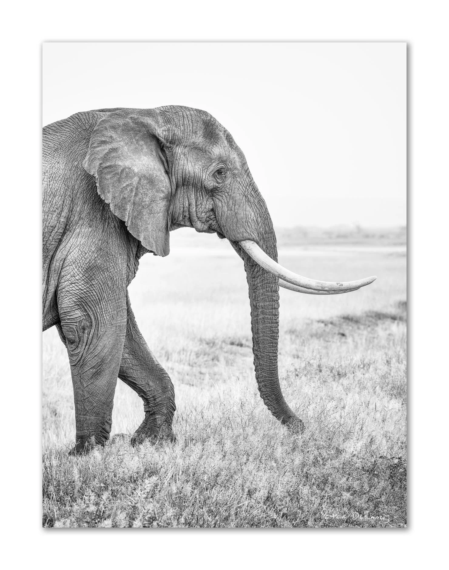 Black and white photo of a tusker elephant walking