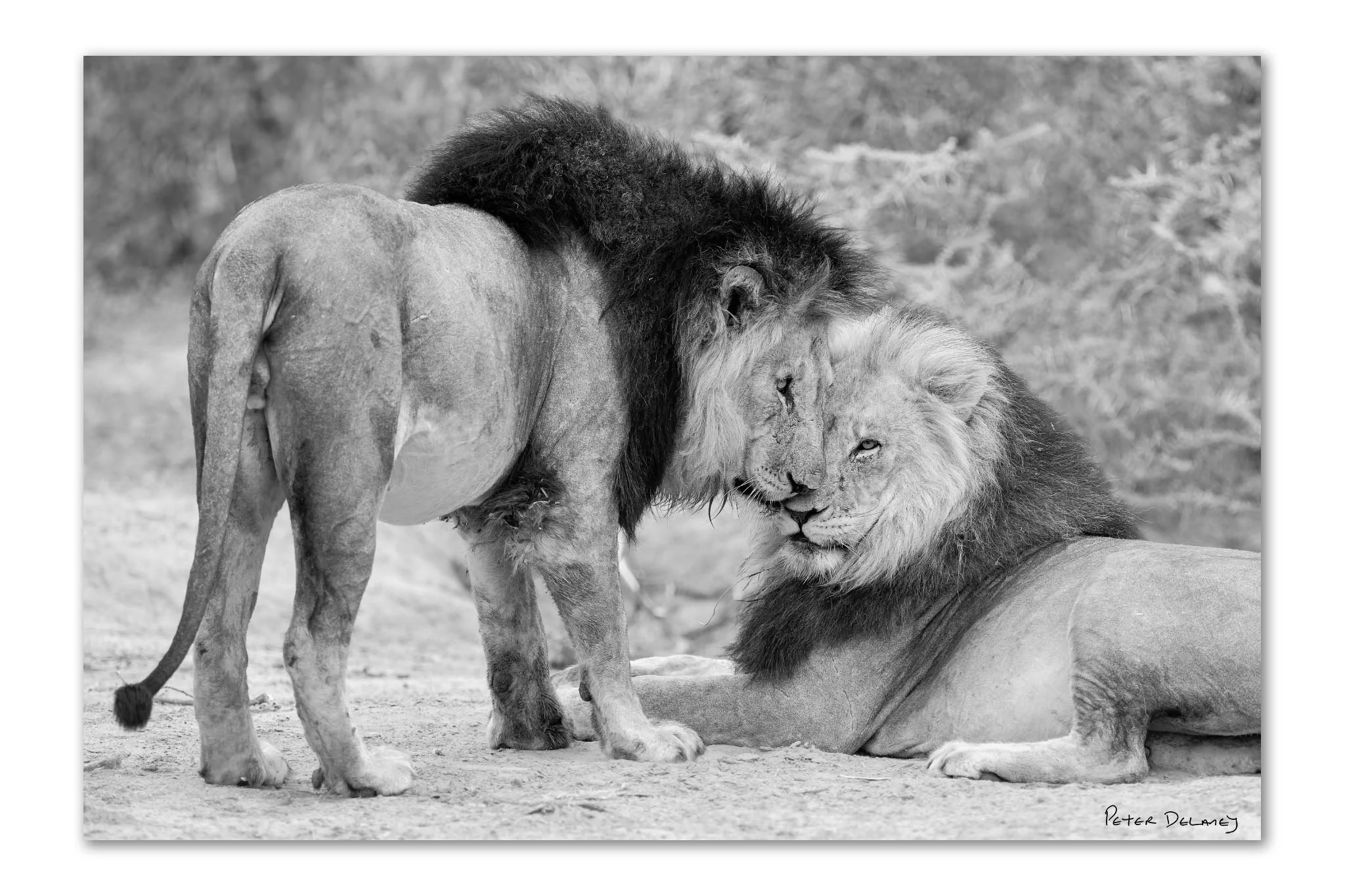 Black and white fine art print of Caesar and Cassius, two Kalahari black-maned lions from Marataba game reserve, South Africa, sharing a rare moment of calm — Peter Delaney wildlife photography
