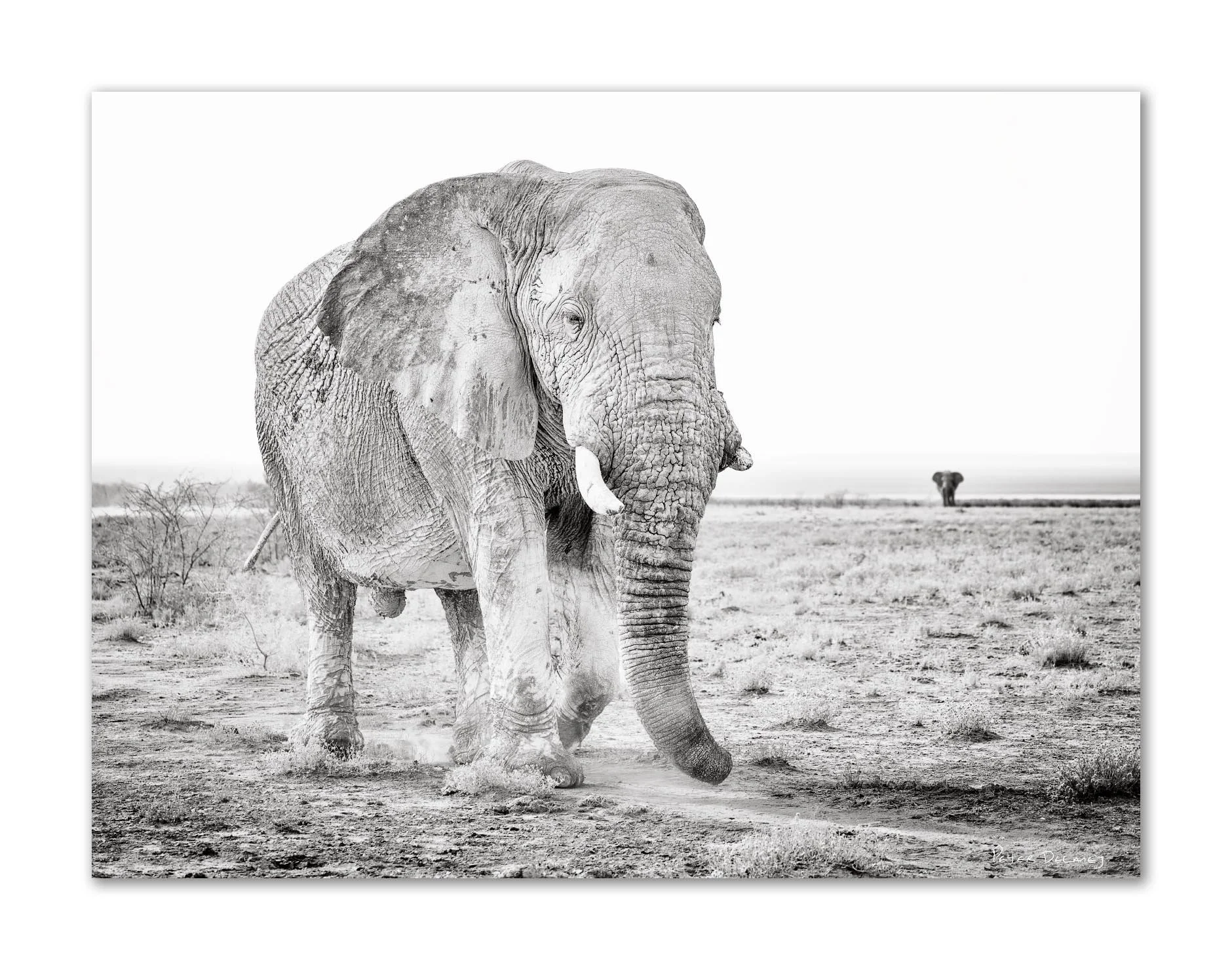 A black and white photograph of an old bull elephant walking away across the vast expanse of Etosha Pan, with another bull elephant visible on the distant horizon, his ears spread against the open landscape. Photograph by Peter Delaney.