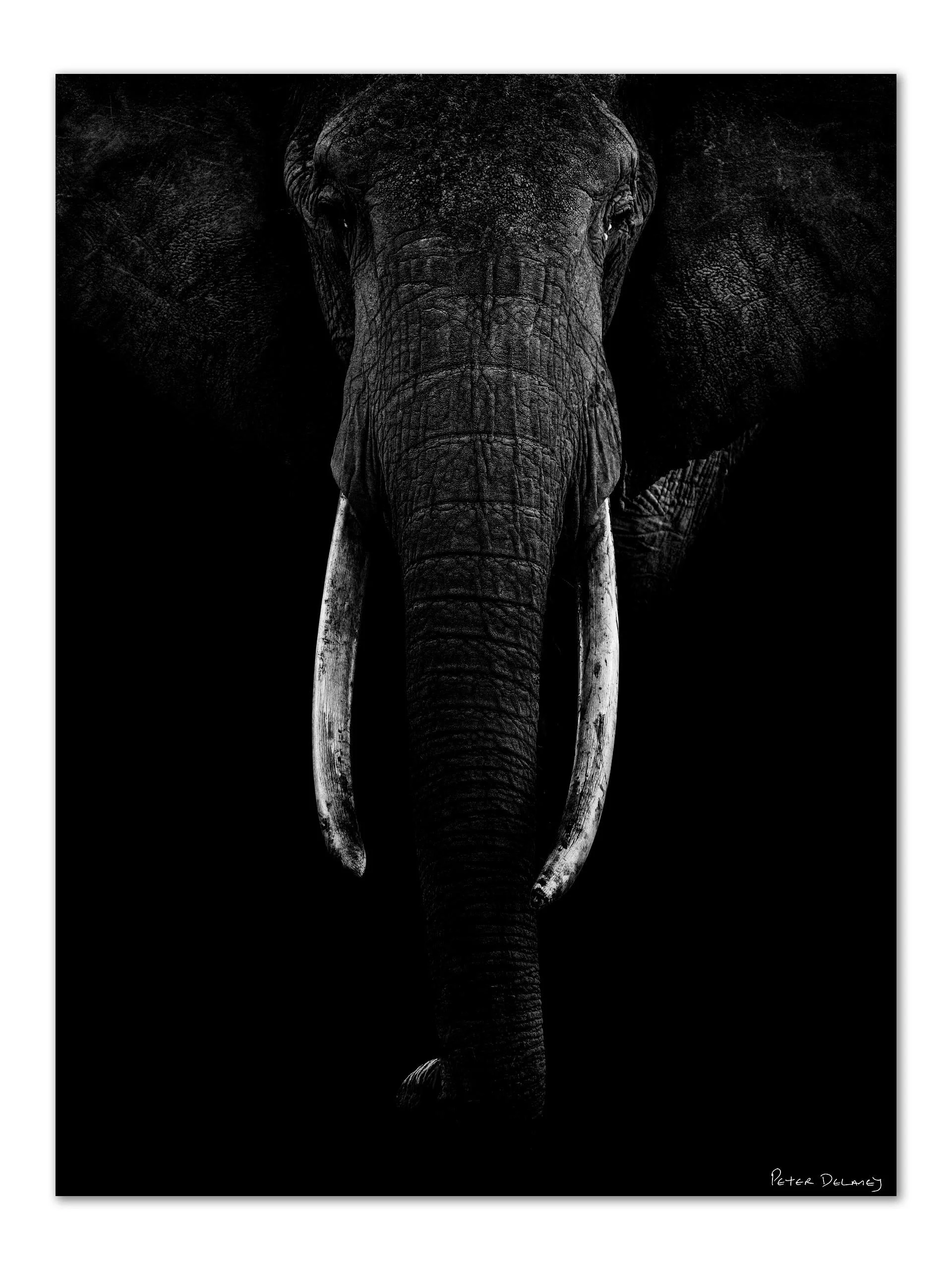 The Matriarch African elephant black and white portrait print Peter Delaney