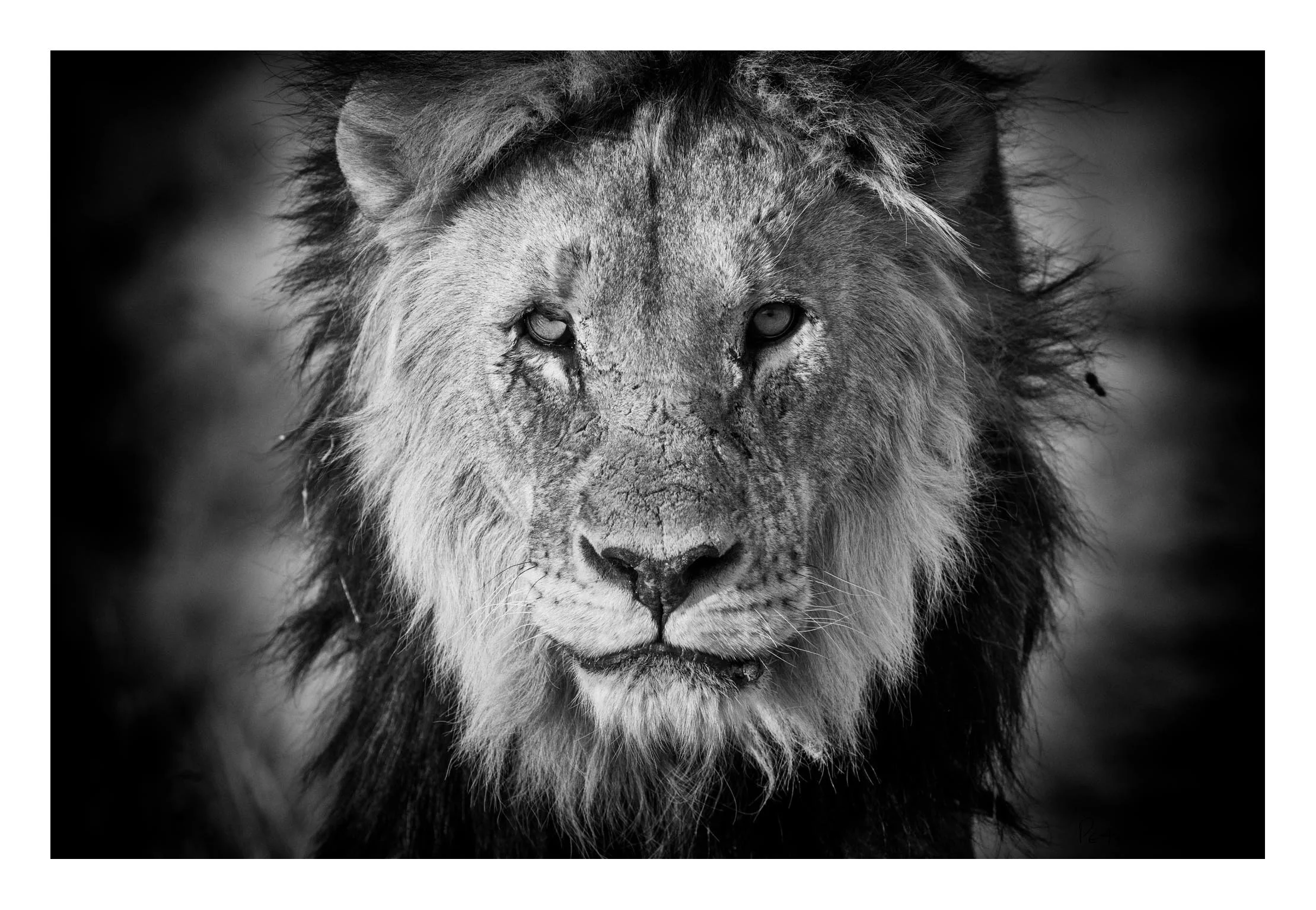 Close-up black and white fine art portrait of a Kalahari black-maned lion with intense predatory gaze, tracking prey across the savannah — Peter Delaney wildlife photographer