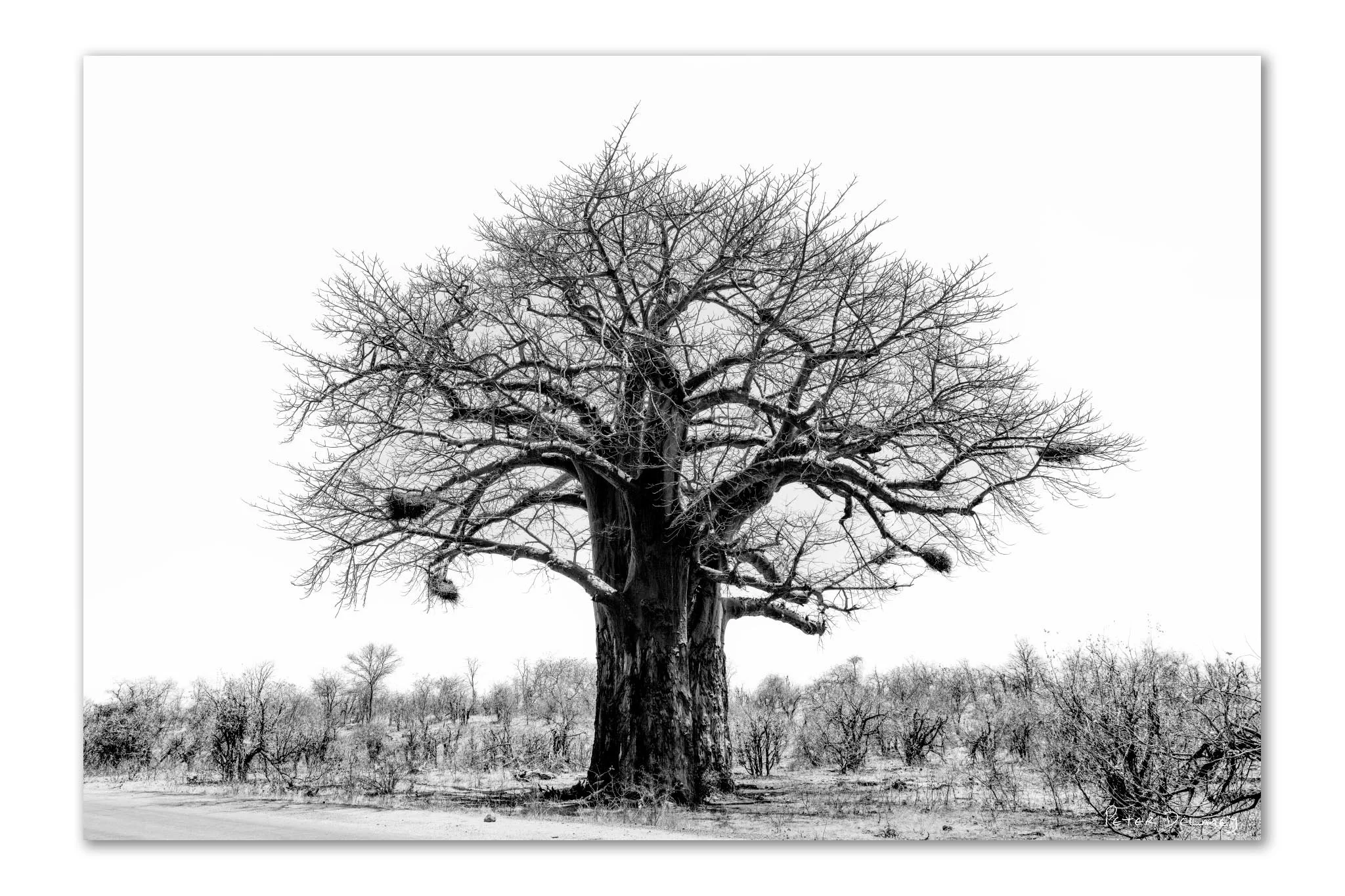 Black and white fine art print of ancient baobab tree by Peter Delaney