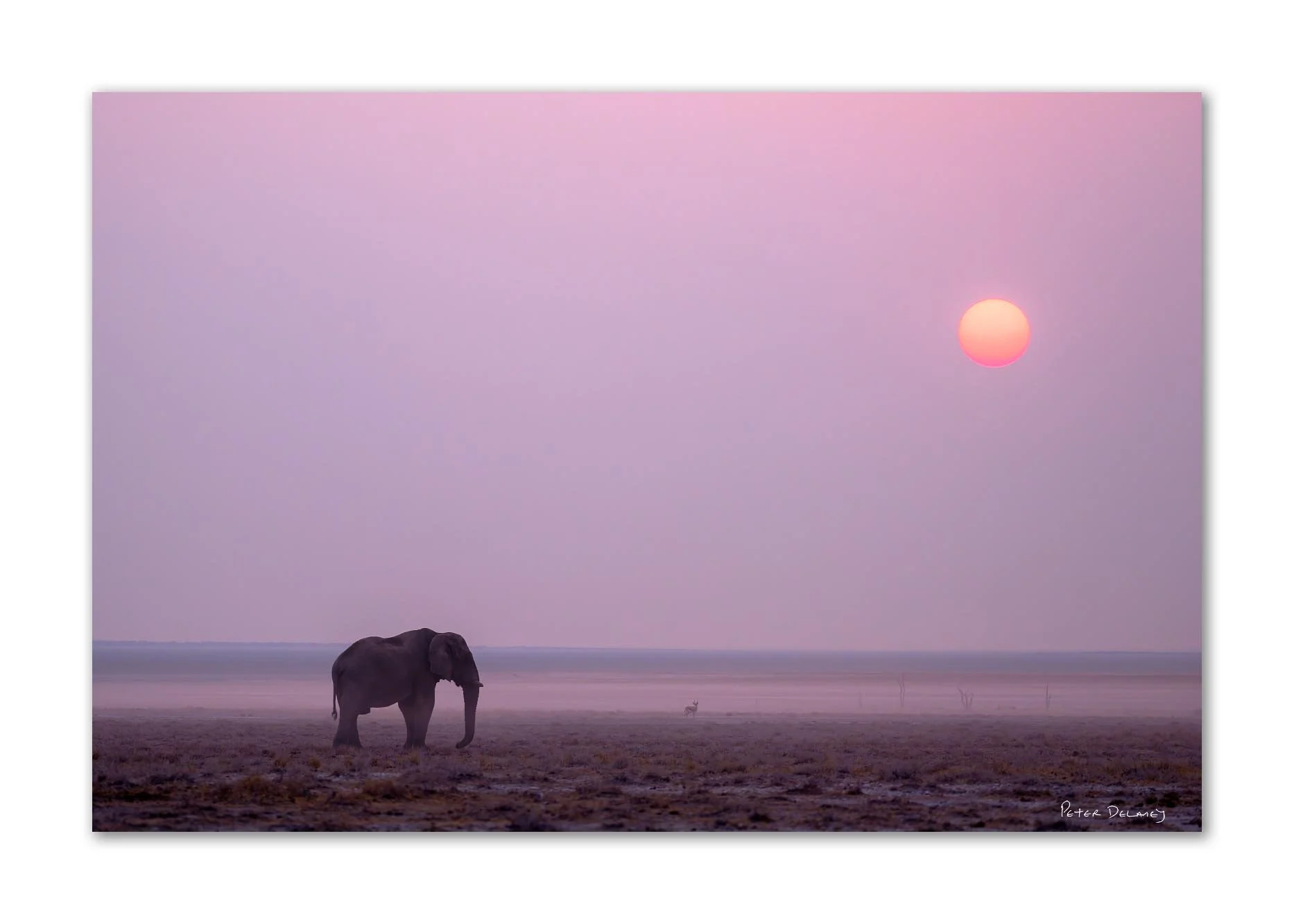 An elephant standing on a flat plain during sunset, with a pinkish sky and a glowing sun in the distance.