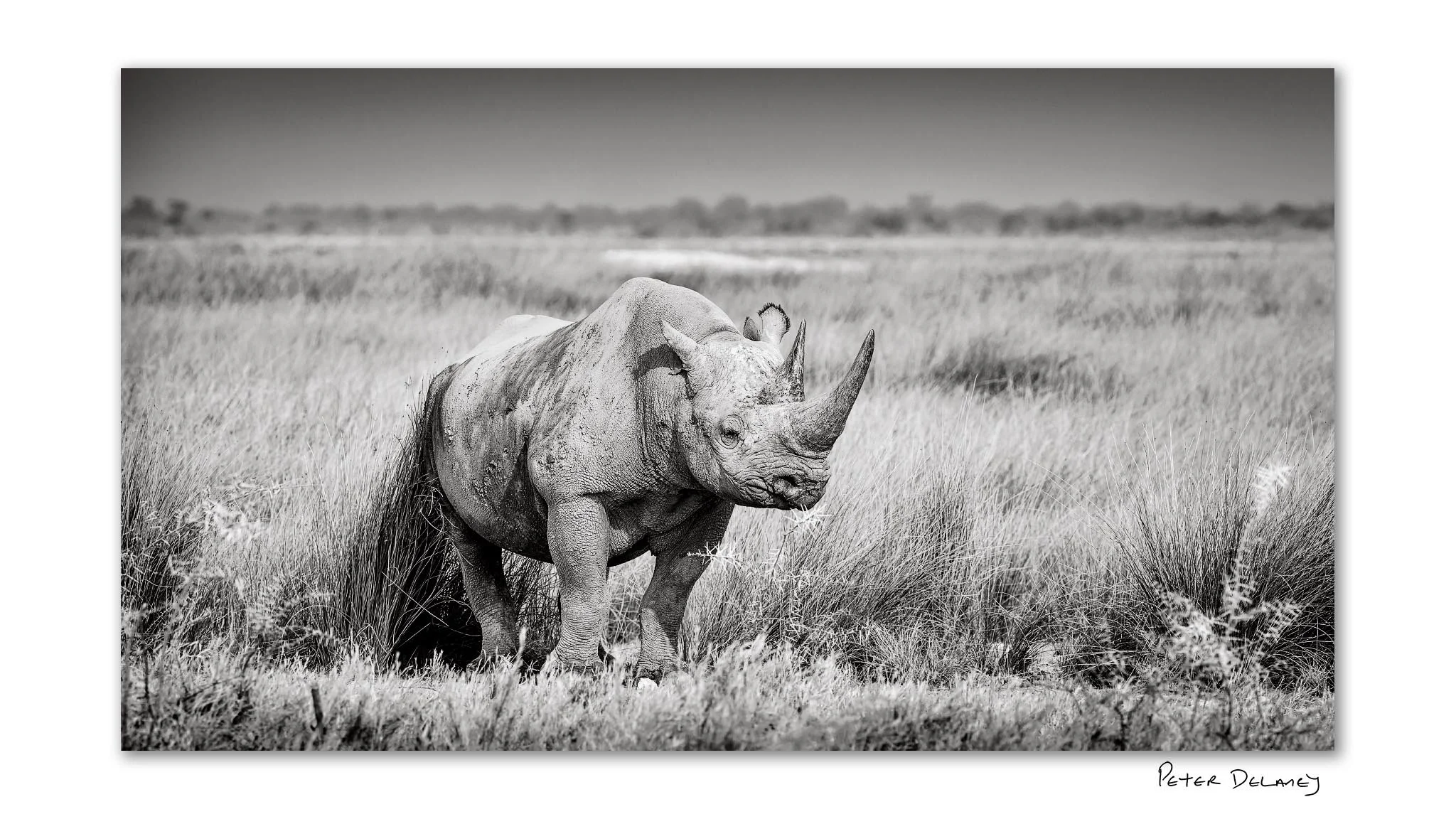 Black Rhino Etosha.jpg