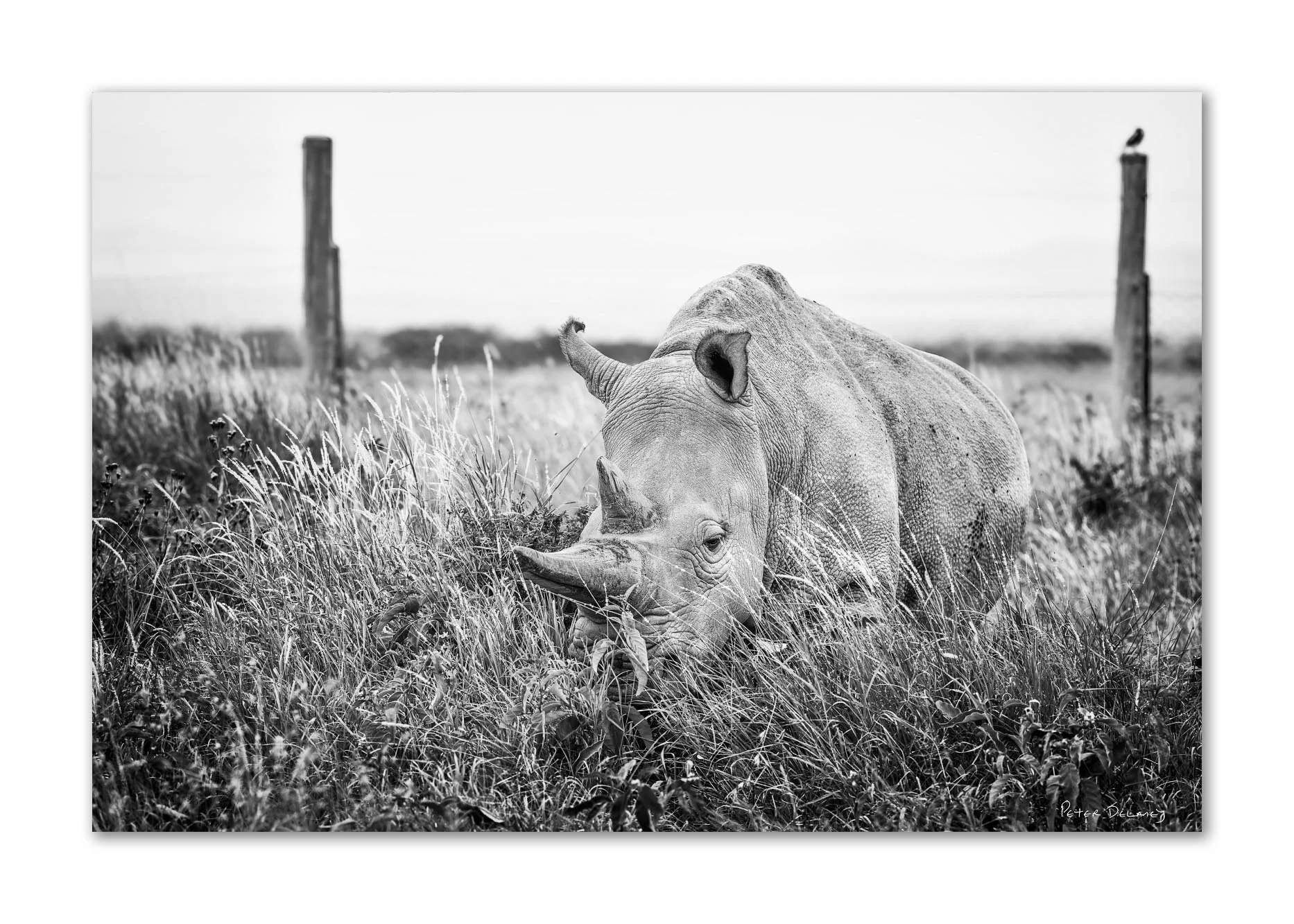 A black and white photo of a rhinoceros grazing in a field with tall grass, fence posts, and a bird perched on a post in the background.