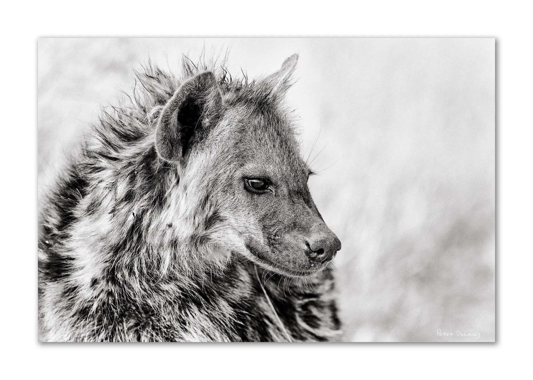 Black and white portrait of a lion with a focused expression, detailed mane, and a slightly blurred background.