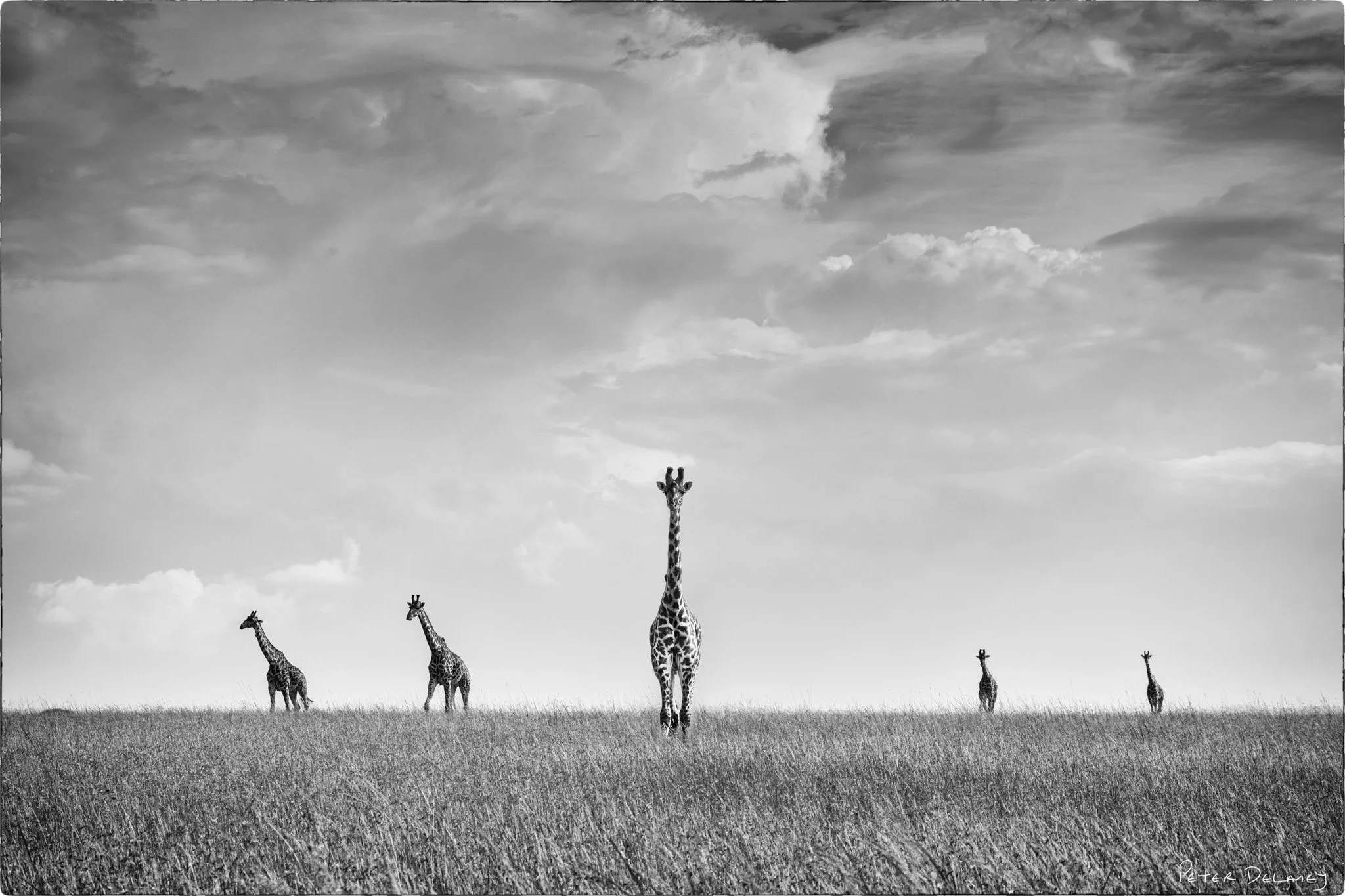 A stuuning black and white print of giraffes