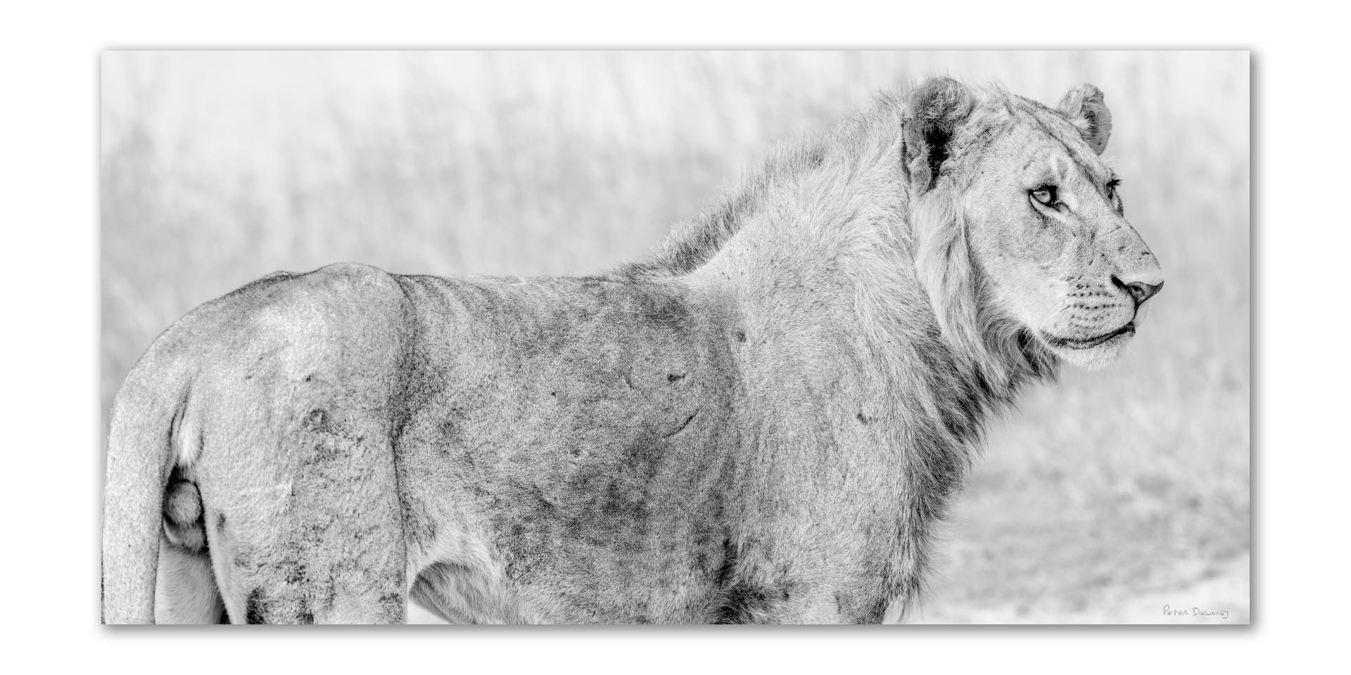 Black and white panoramic fine art print of Kijani the young lion standing guard over his sleeping pride, his scarred flank and thick emerging mane visible against the African plains — Peter Delaney