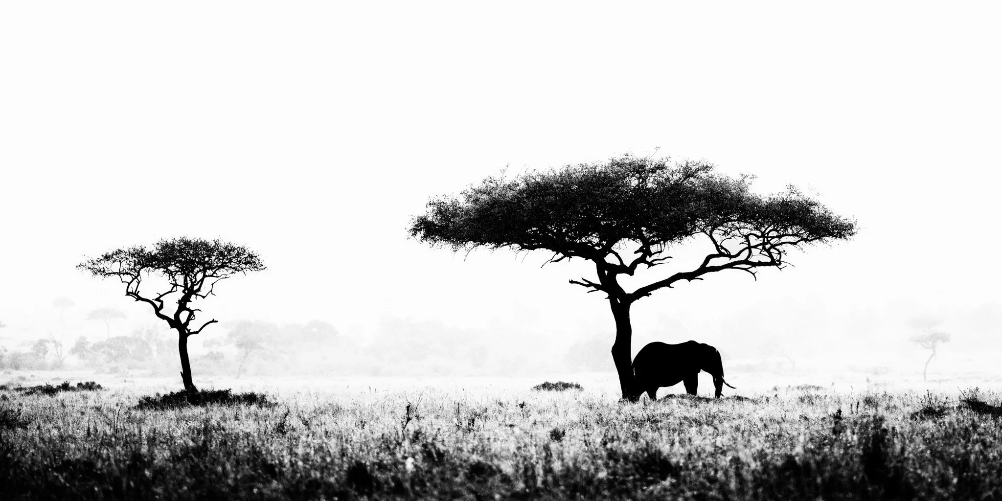 Tusker in The mist-2-1.jpg