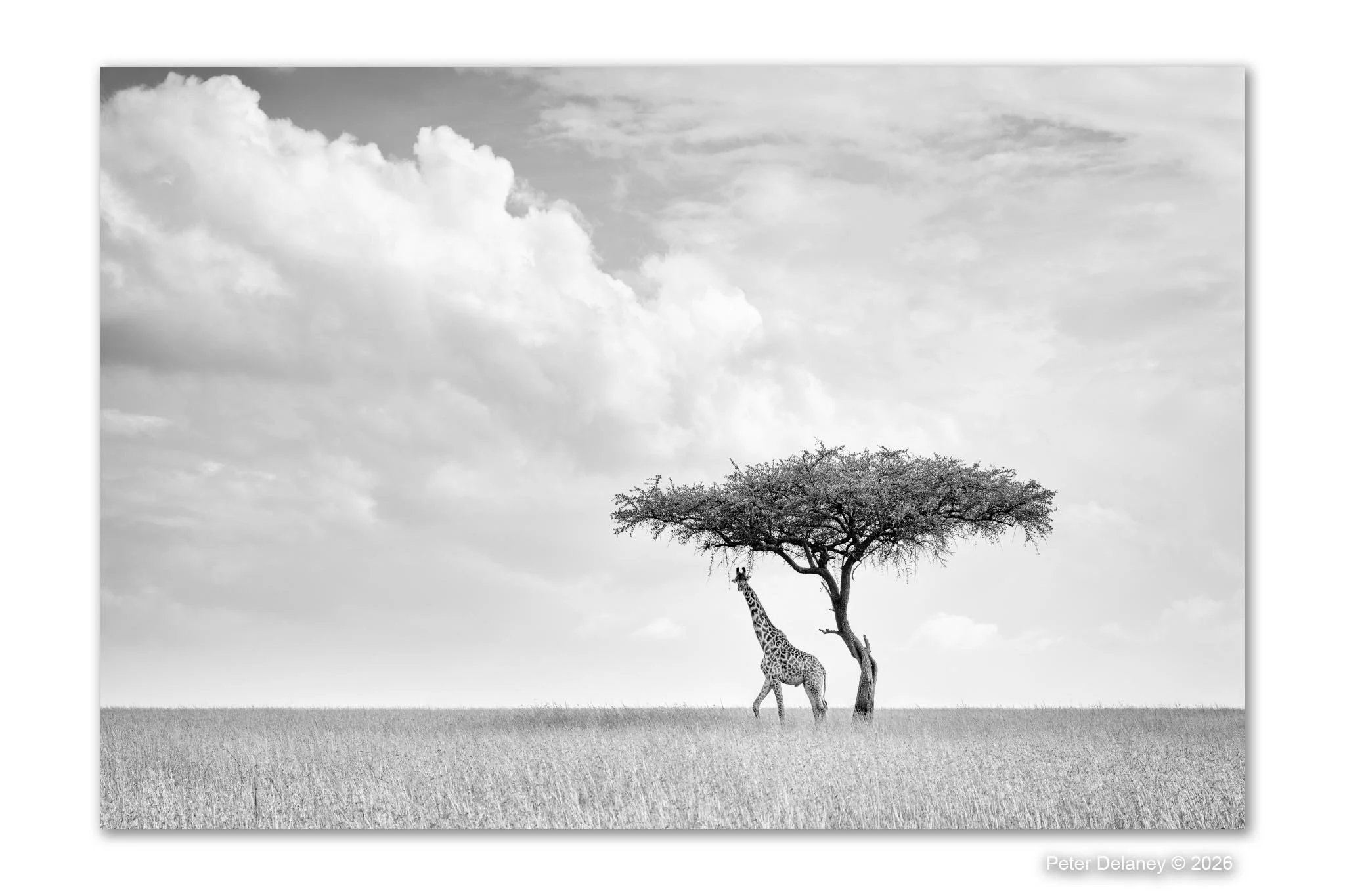 Black and white fine art photograph of a giraffe pausing mid-stride, knee raised, turning to look at the camera — The Look by Peter Delaney