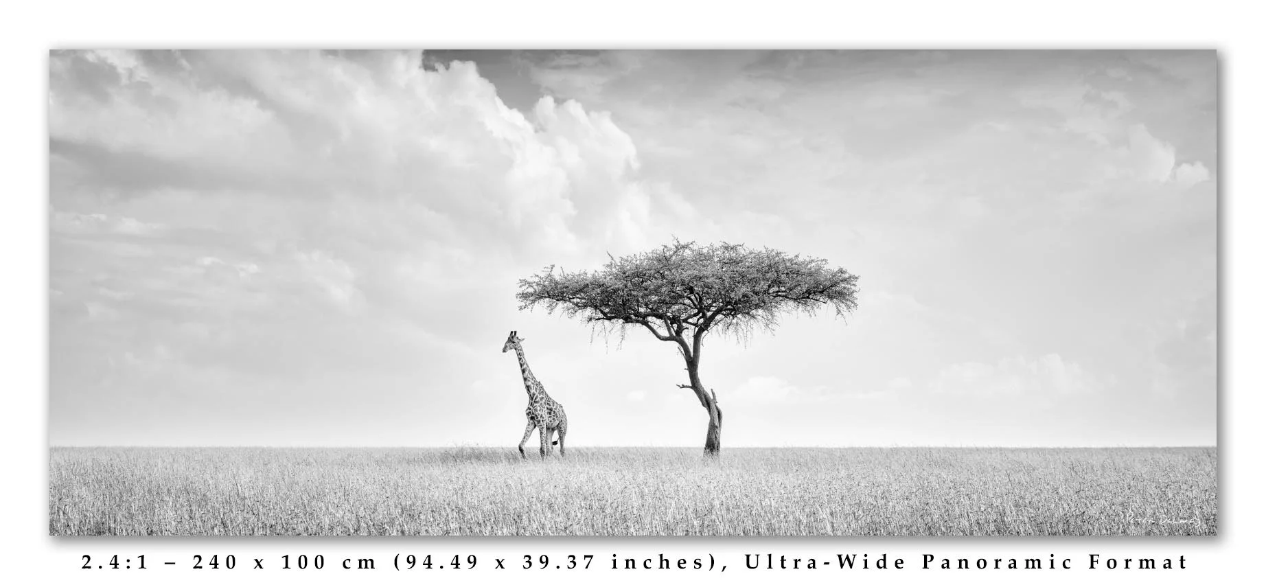 Camelopard-Journey-2.4-1-june-2025-text.jpg