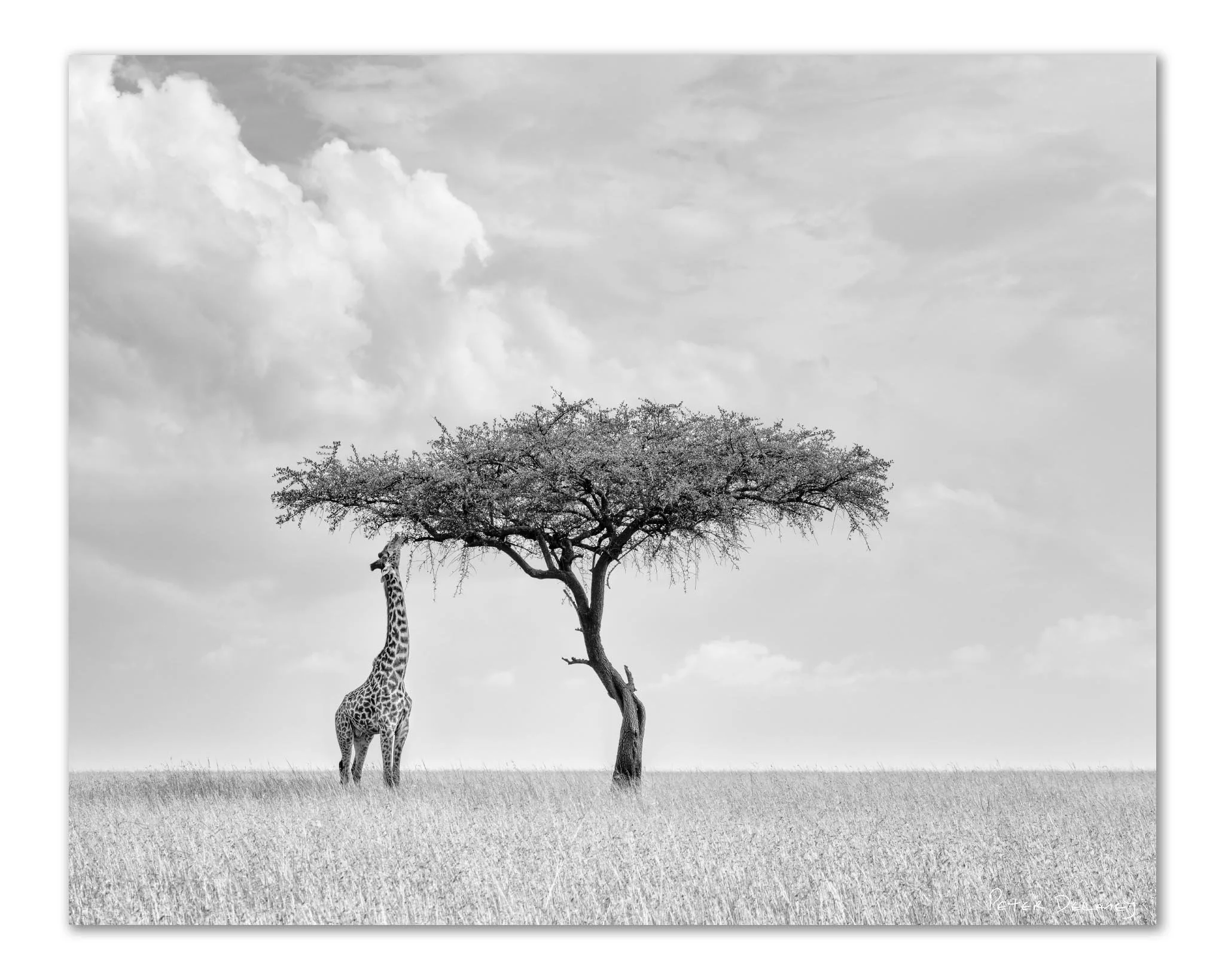 Camelopard Triptych — black and white giraffe acrylic print from the Masai Mara, Kenya, by Peter Delaney