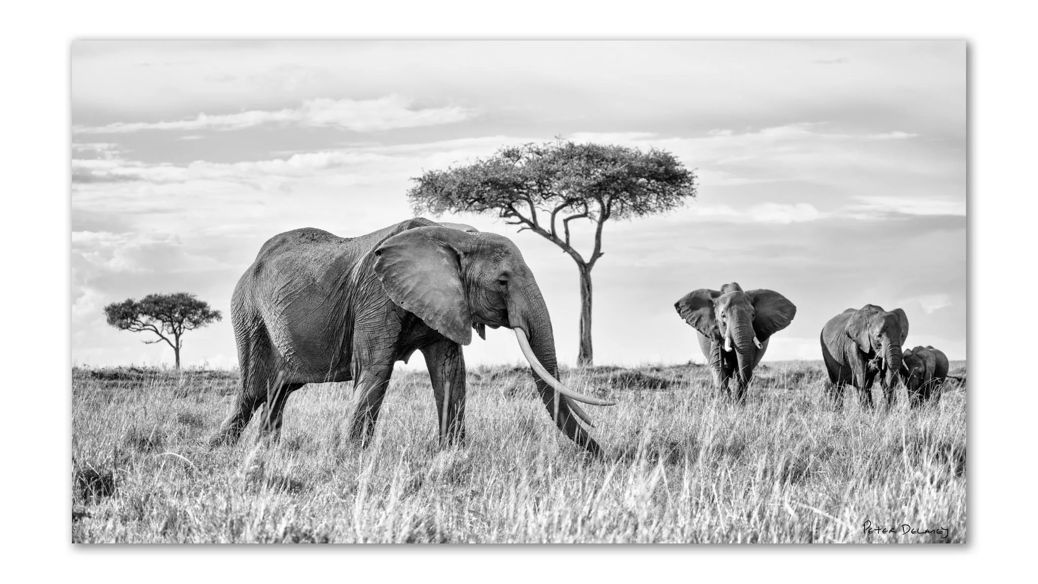 Queen of the Mara | Elephants | Unframed Print | Peter Delaney
