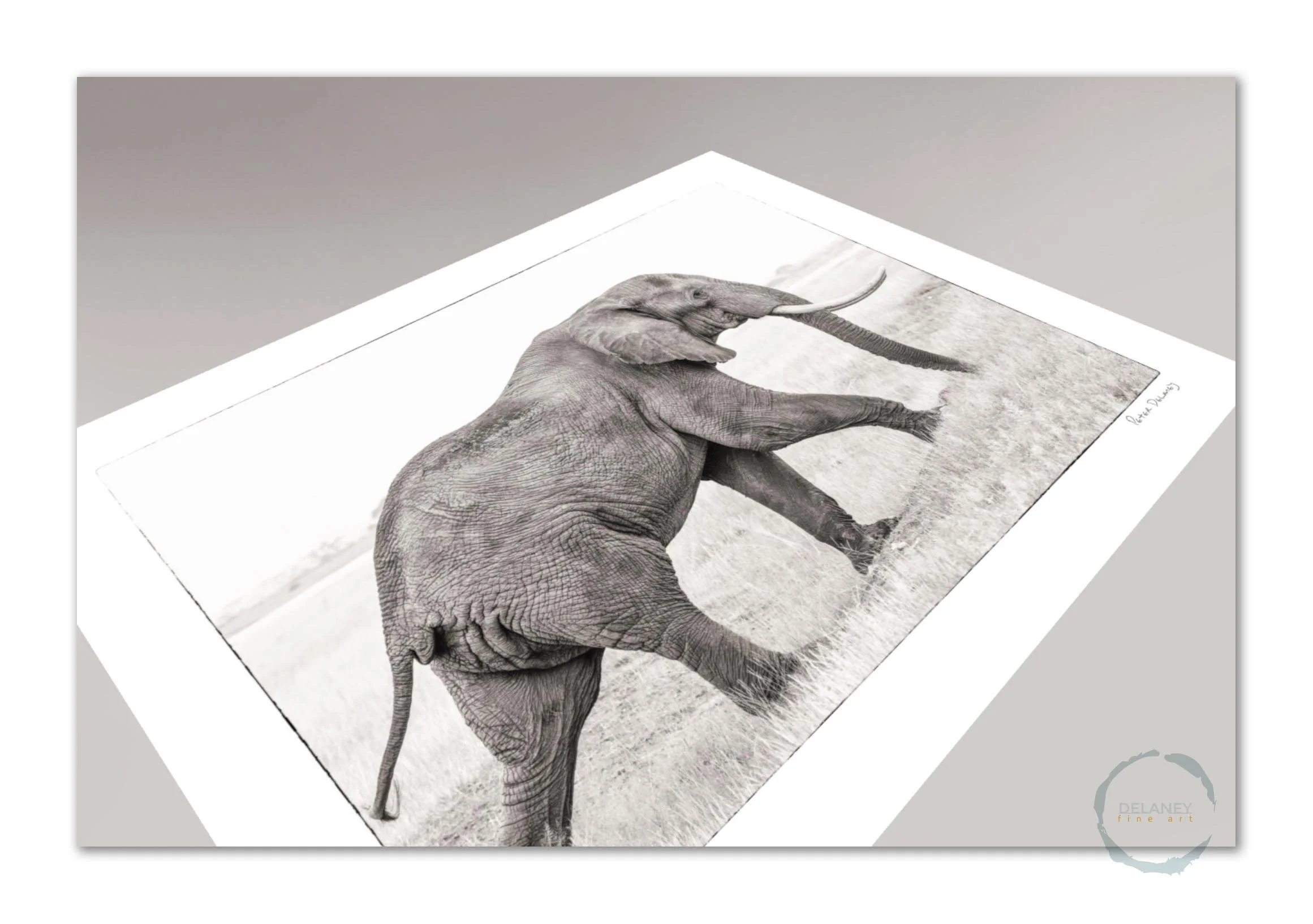 Photograph of elephants in black and white