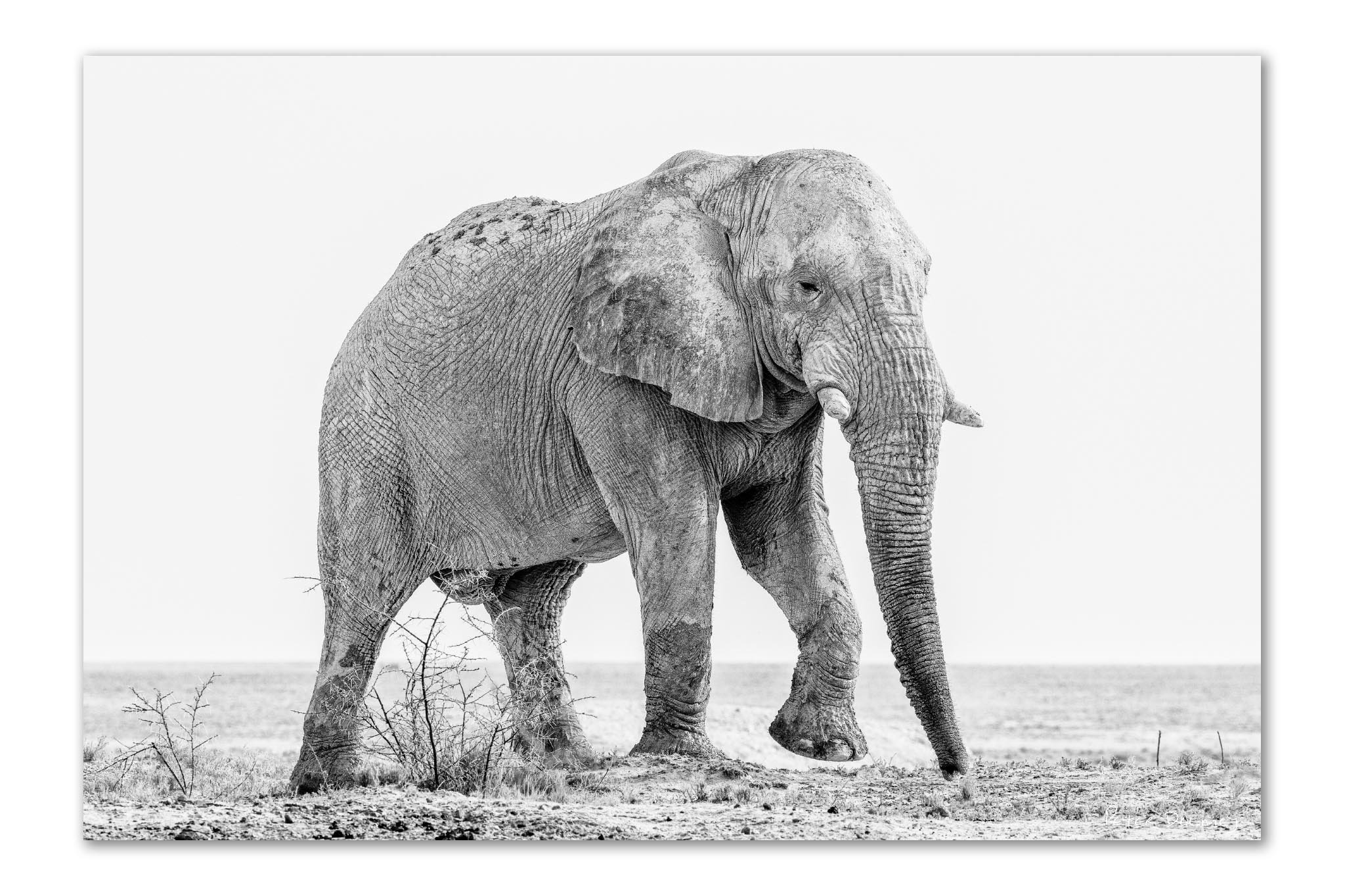 Grey Ghost of Etosha | The Wanderer Unframed Print | Peter Delaney