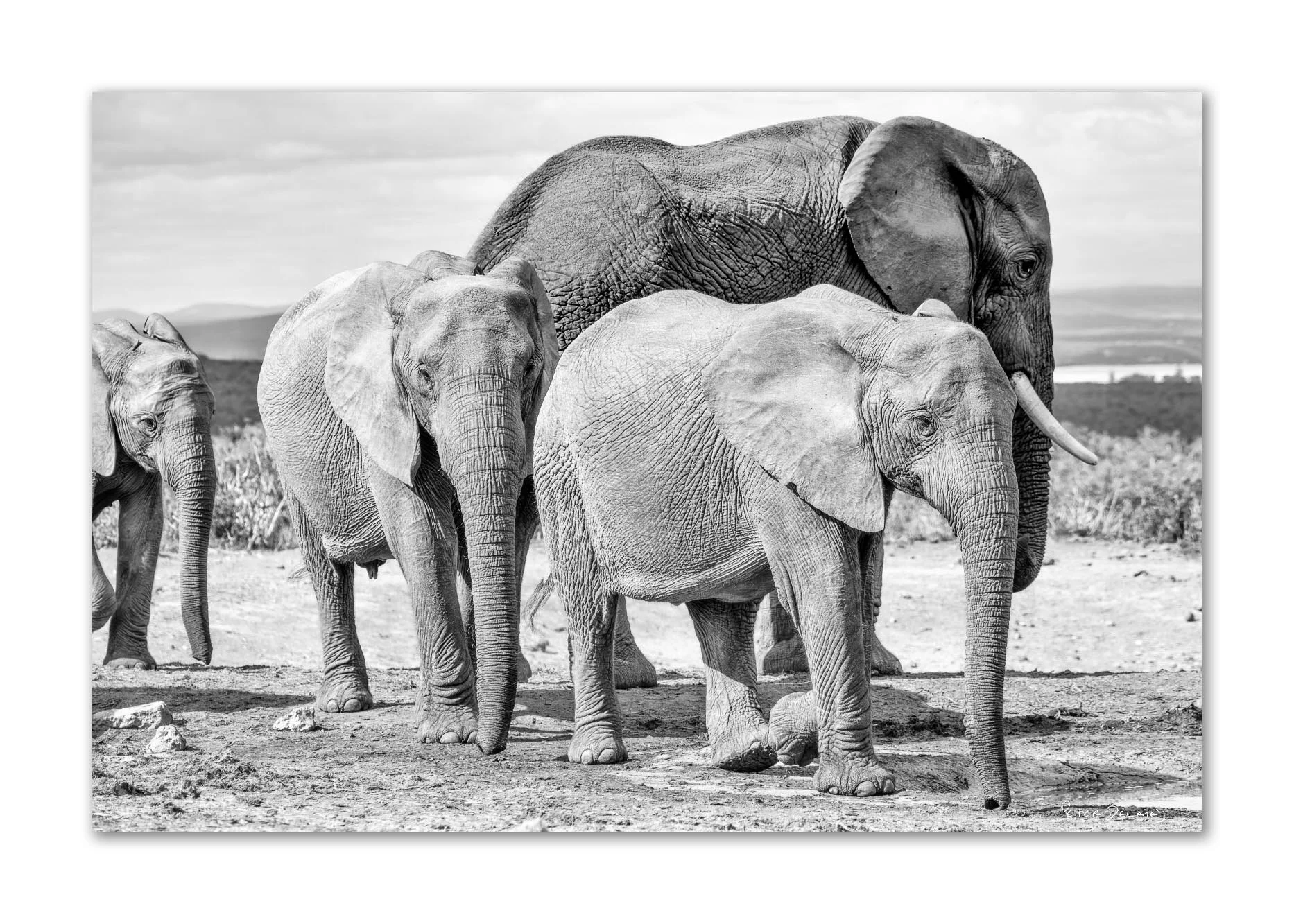 Black and white fine art print of three tuskless female elephants walking diagonally in Addo Elephant National Park, South Africa, with a large tusked bull standing behind them and distant fynbos-covered hills in the background