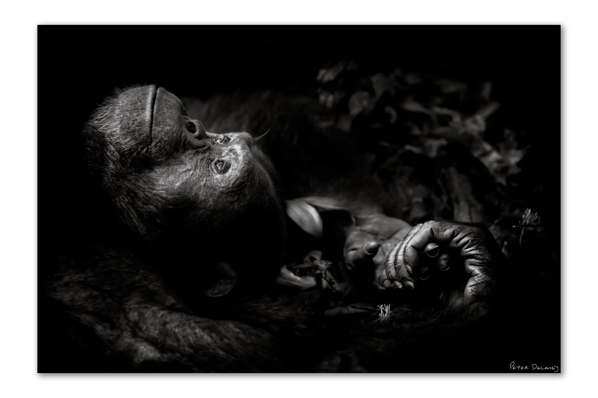 Chimpanzee Dreaming .jpg