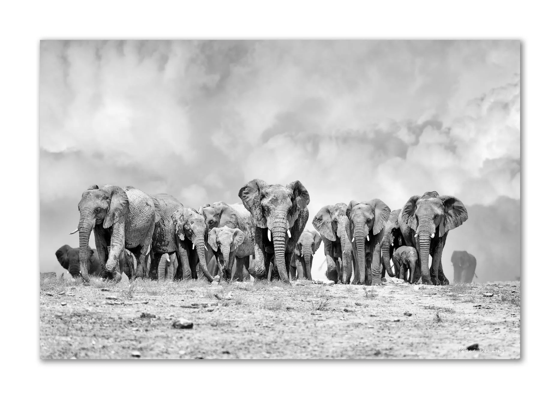black and white fine art print of heard of elephants along a plateau with storm clouds in the sky