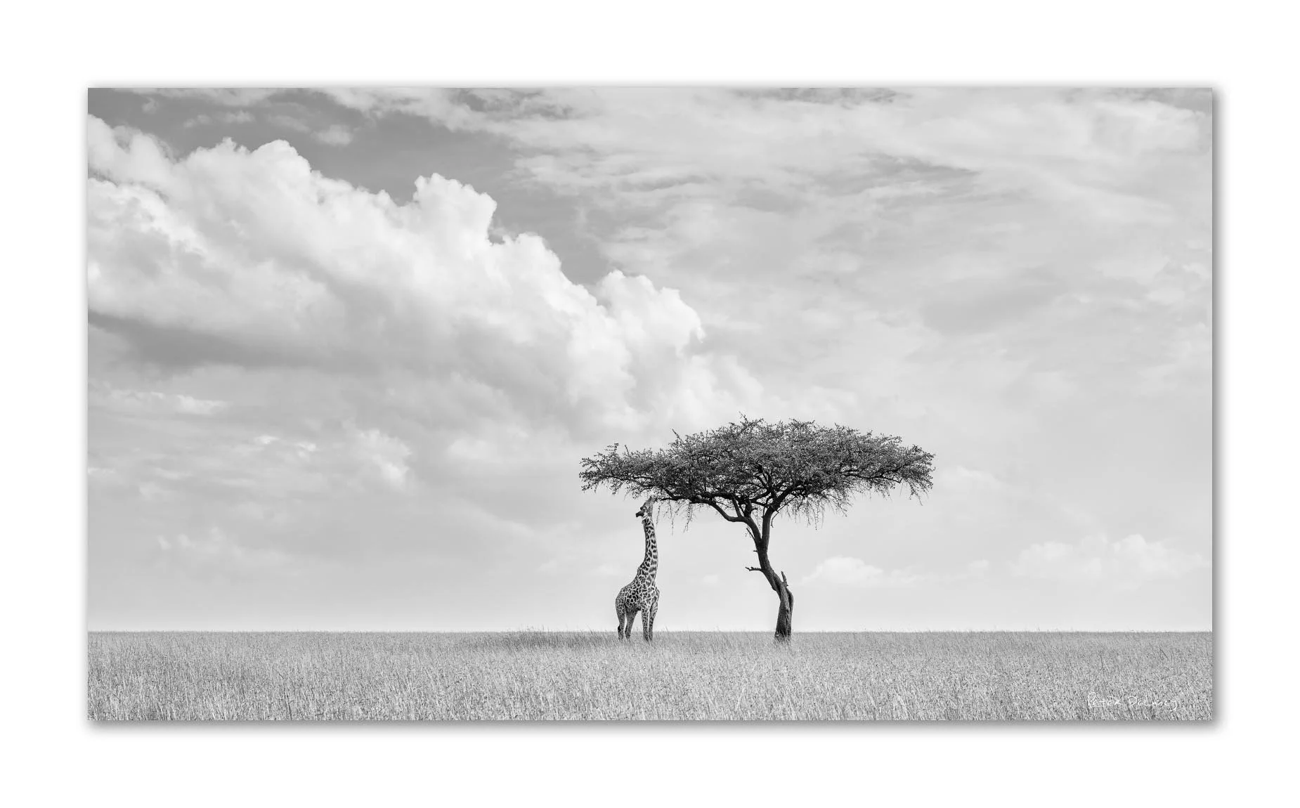 Black and white photograph of a giraffe standing next to a solitary tree in an open grassland, with a cloudy sky overhead.