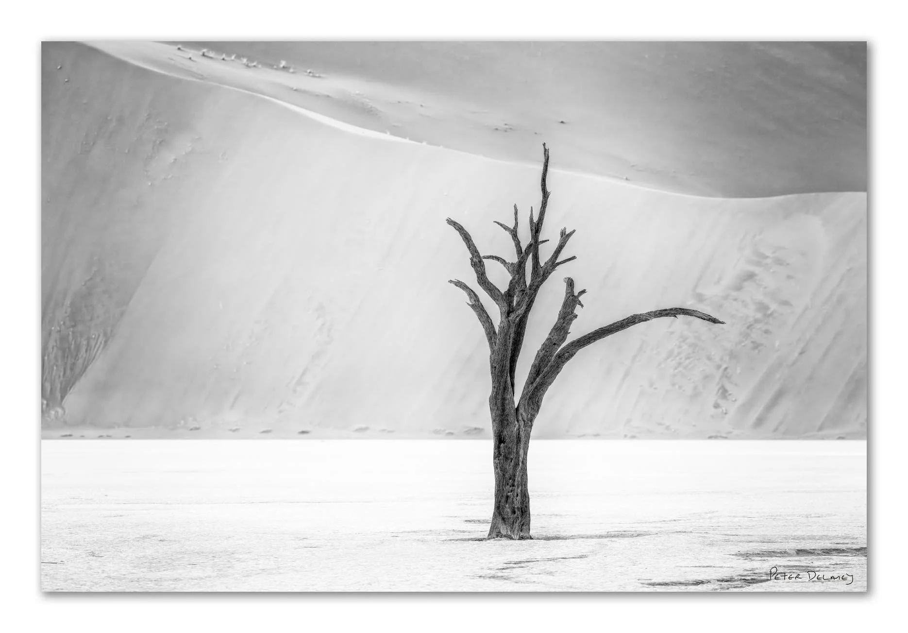 A solitary, leafless tree standing on a snow-covered landscape with large snow dunes in the background, black and white photography.