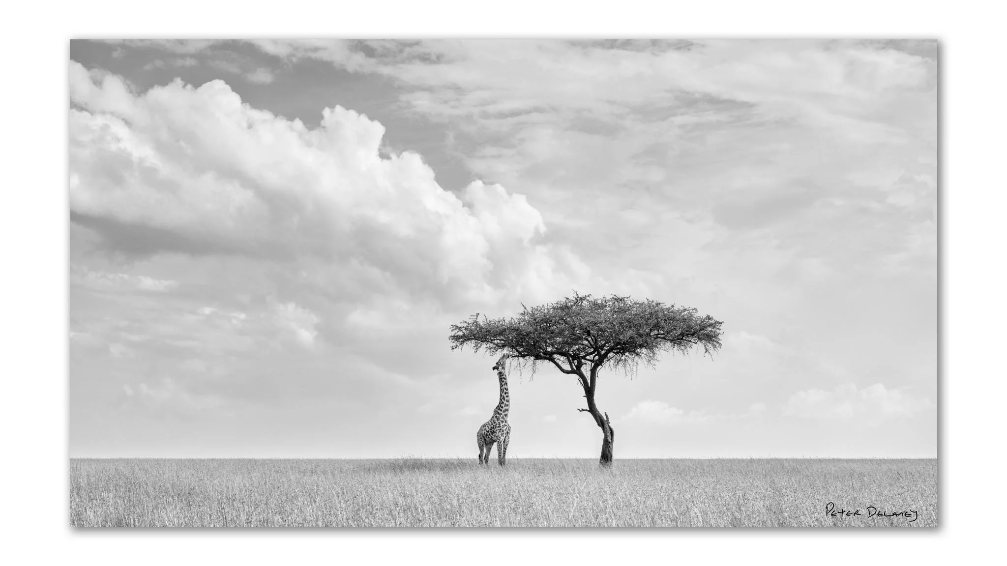 Black and white fine art giraffe portrait Camelopard, solitary Masai giraffe beneath acacia tree, Mara North Conservancy Kenya — Exposure Photo Gallery Awards shortlist Peter Delaney