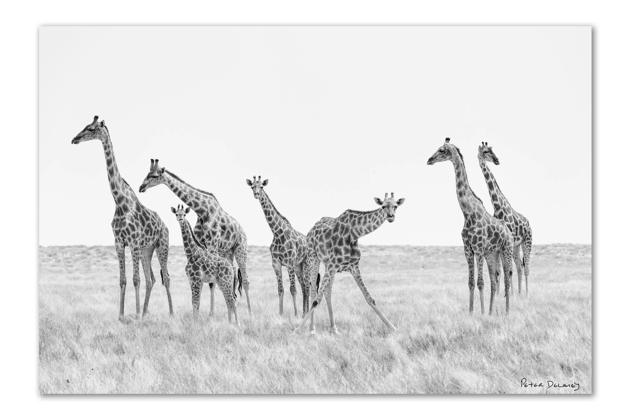 Giraffes | Stare | African Wildlife Unframed Fine Art Print