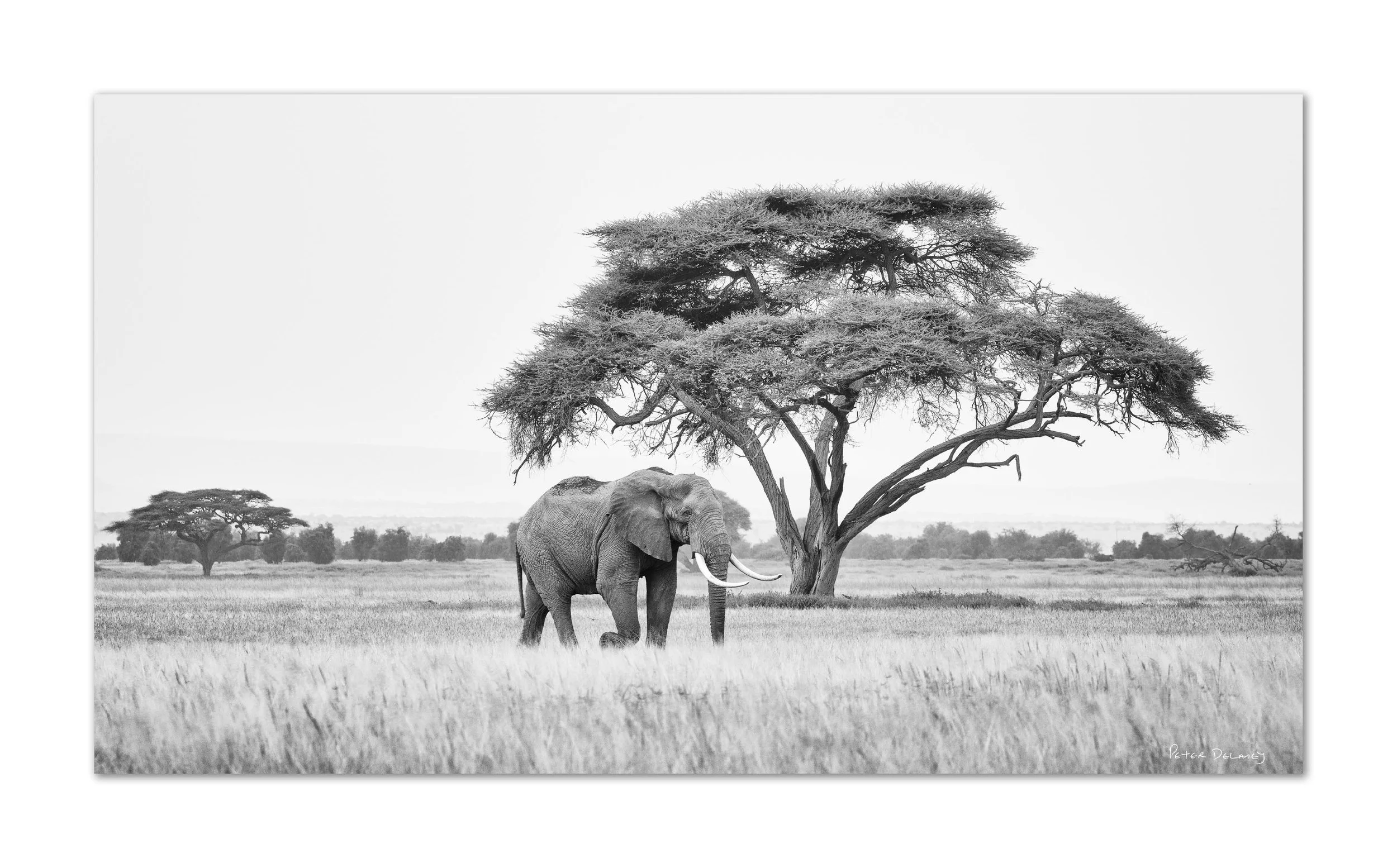 Black and white photo of an elephant standing next to a large acacia tree in a savannah landscape.