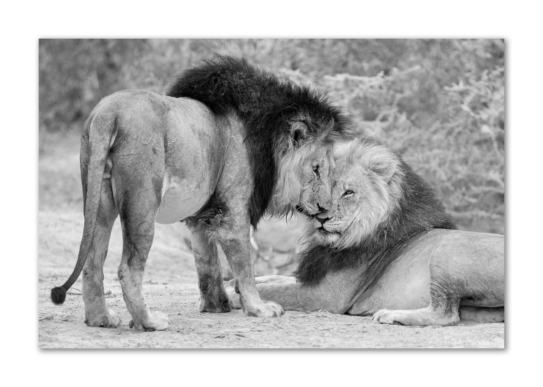 Black and white fine art print of Caesar and Cassius, two Kalahari black-maned lions from Marataba game reserve, South Africa, sharing a rare moment of calm — Peter Delaney wildlife photography