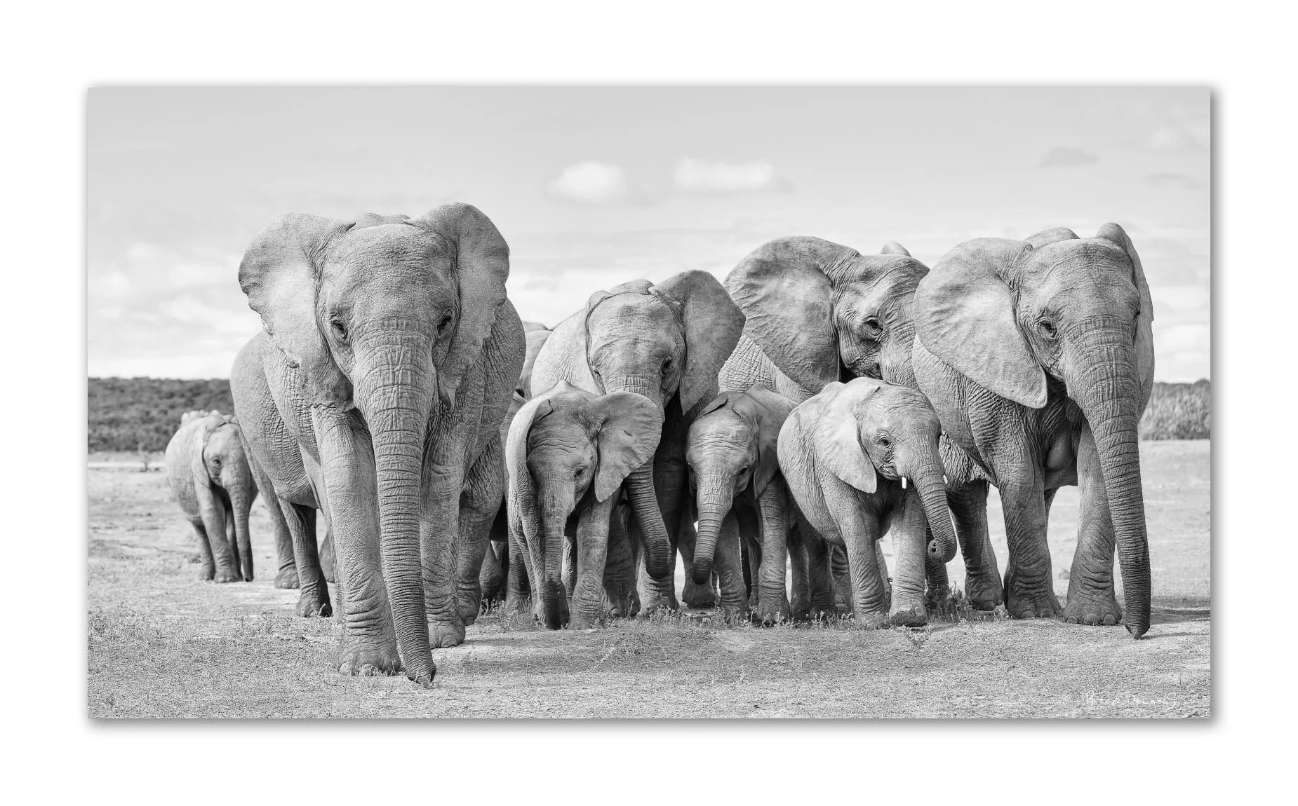 A group of elephants walking together across a plain, with some adult elephants and calves, in black and white.