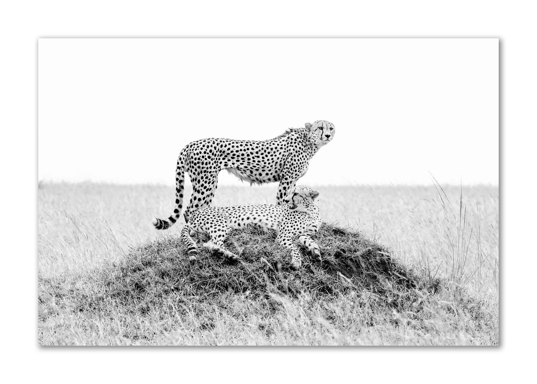 Cheetah Brothers Ruka and Rafiki | Grand Scale Acrylic Print | Peter Delaney