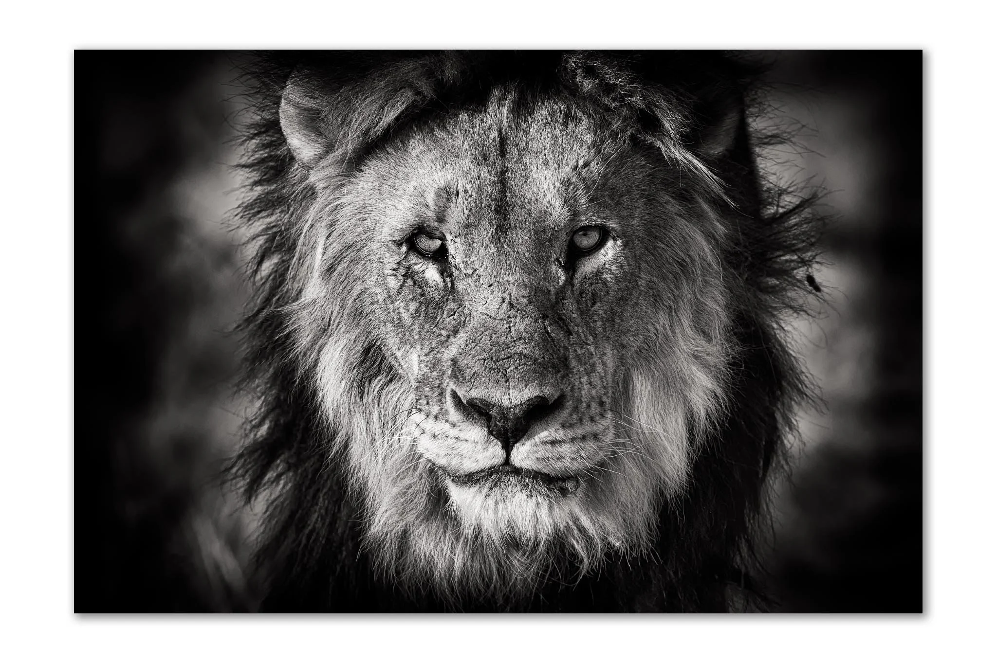 Heart of Darkness | Kalahari Lion | Unframed Print