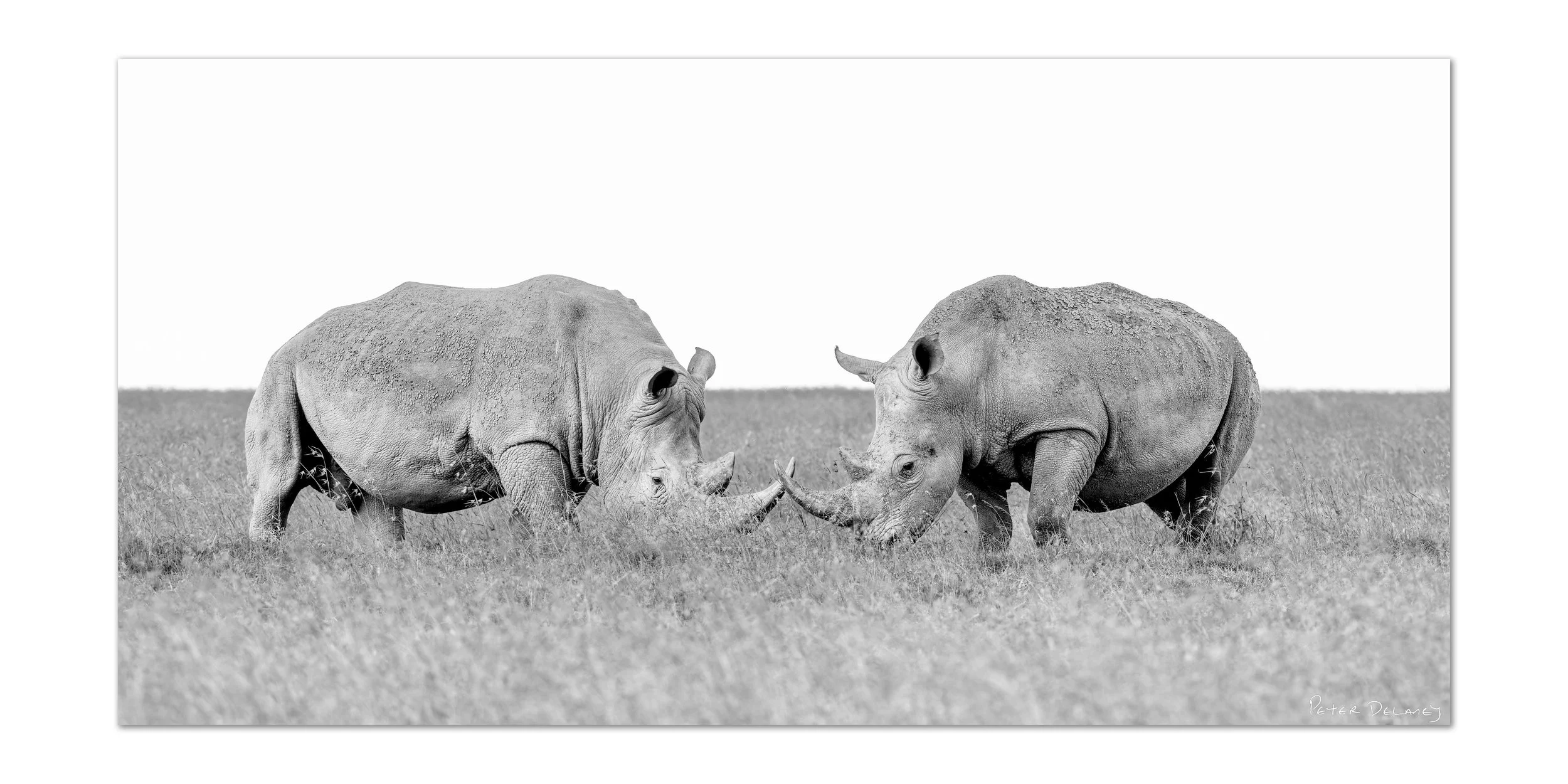 White Rhinos Sync August 2025 2-1 crop.jpg